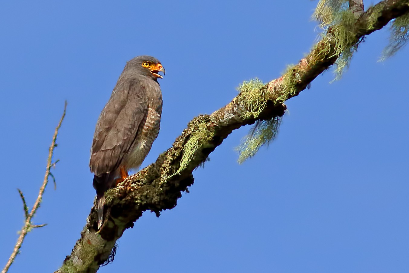 Roadside Hawk