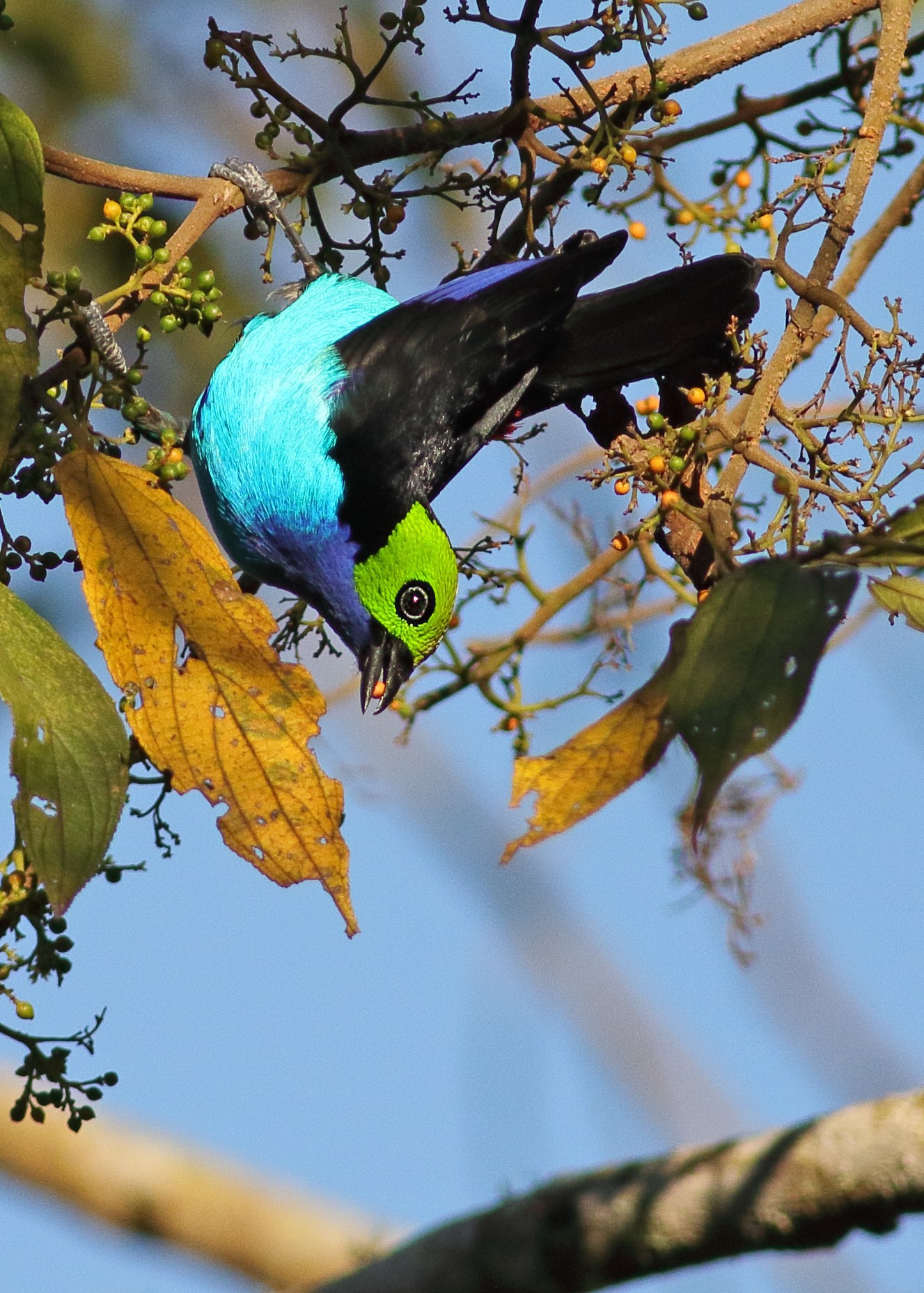 Paradise Tanager
