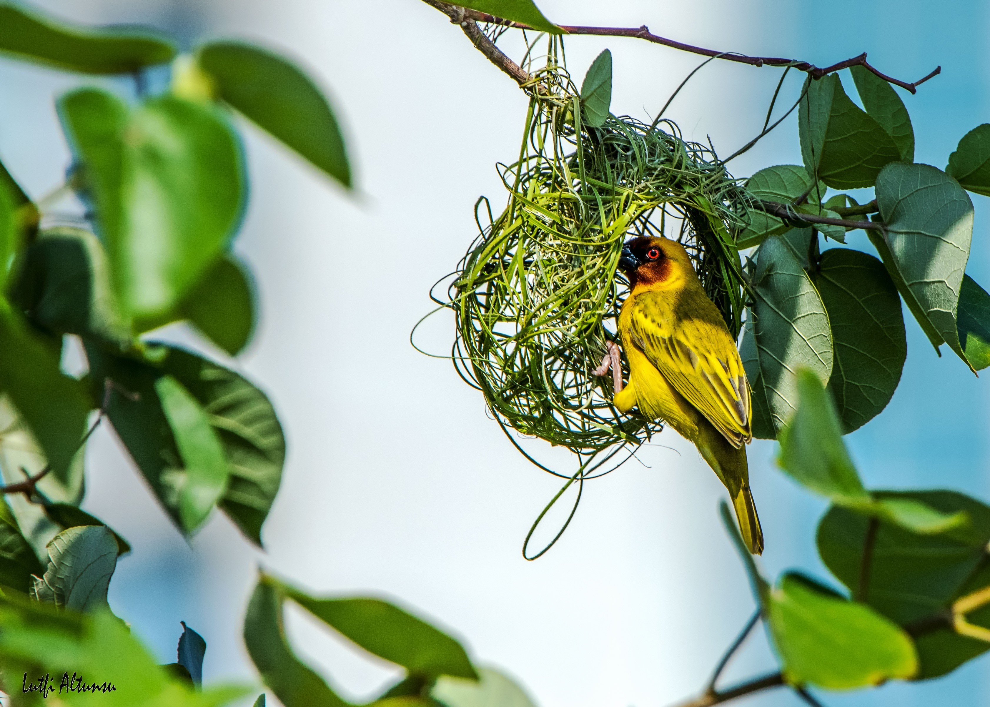 Rüppell's Weaver