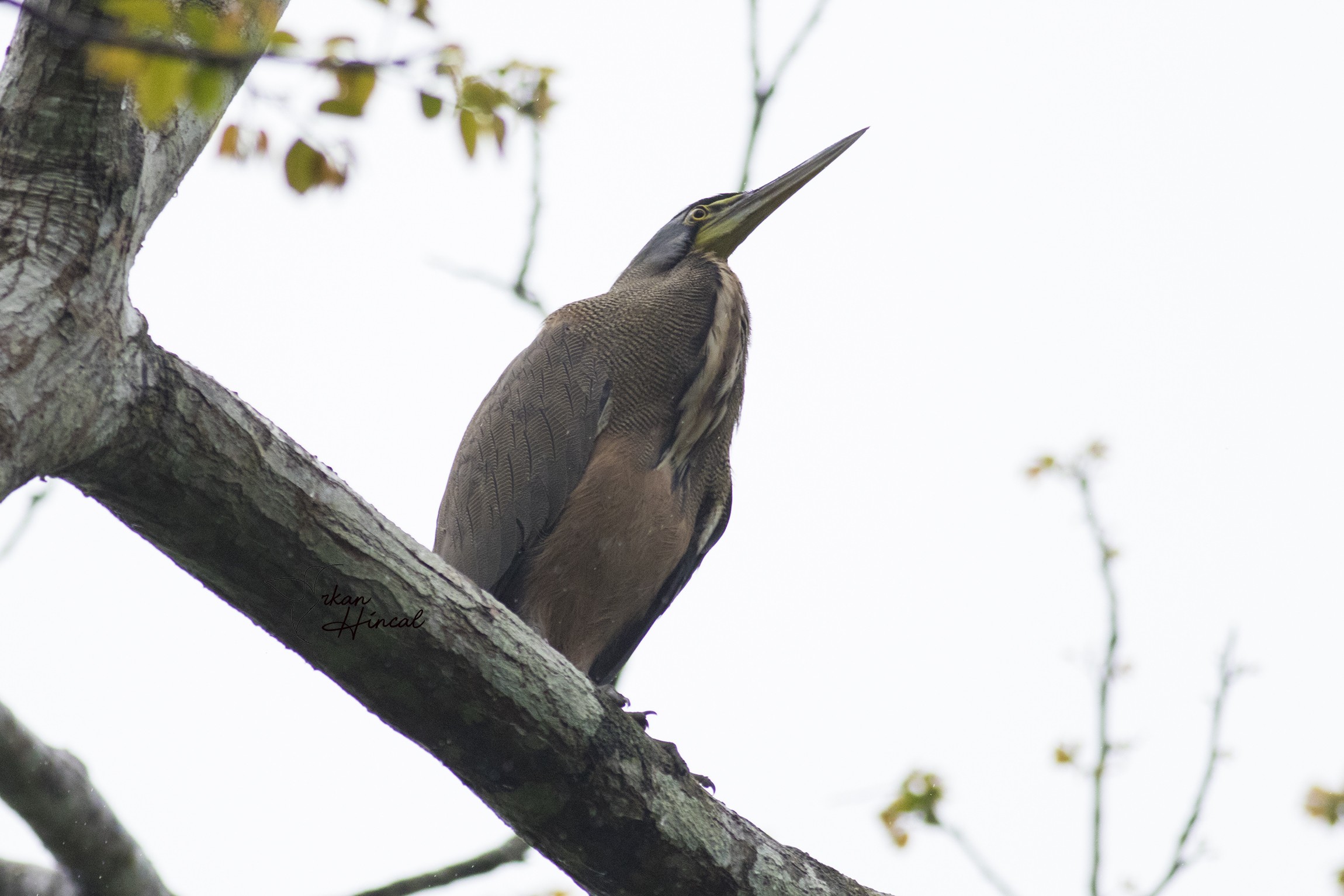 Bare-throated Tiger-heron