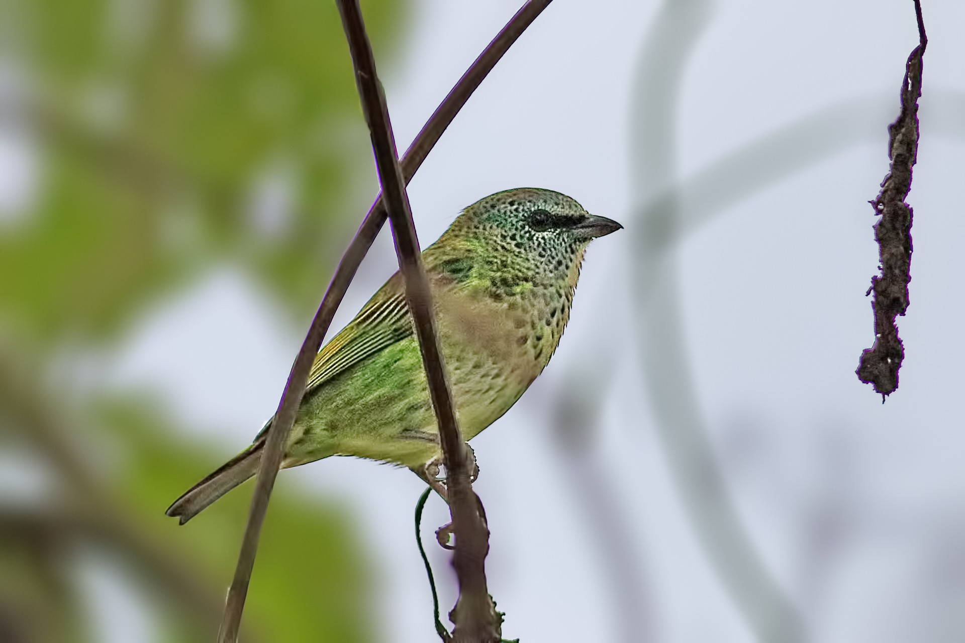Spotted Tanager