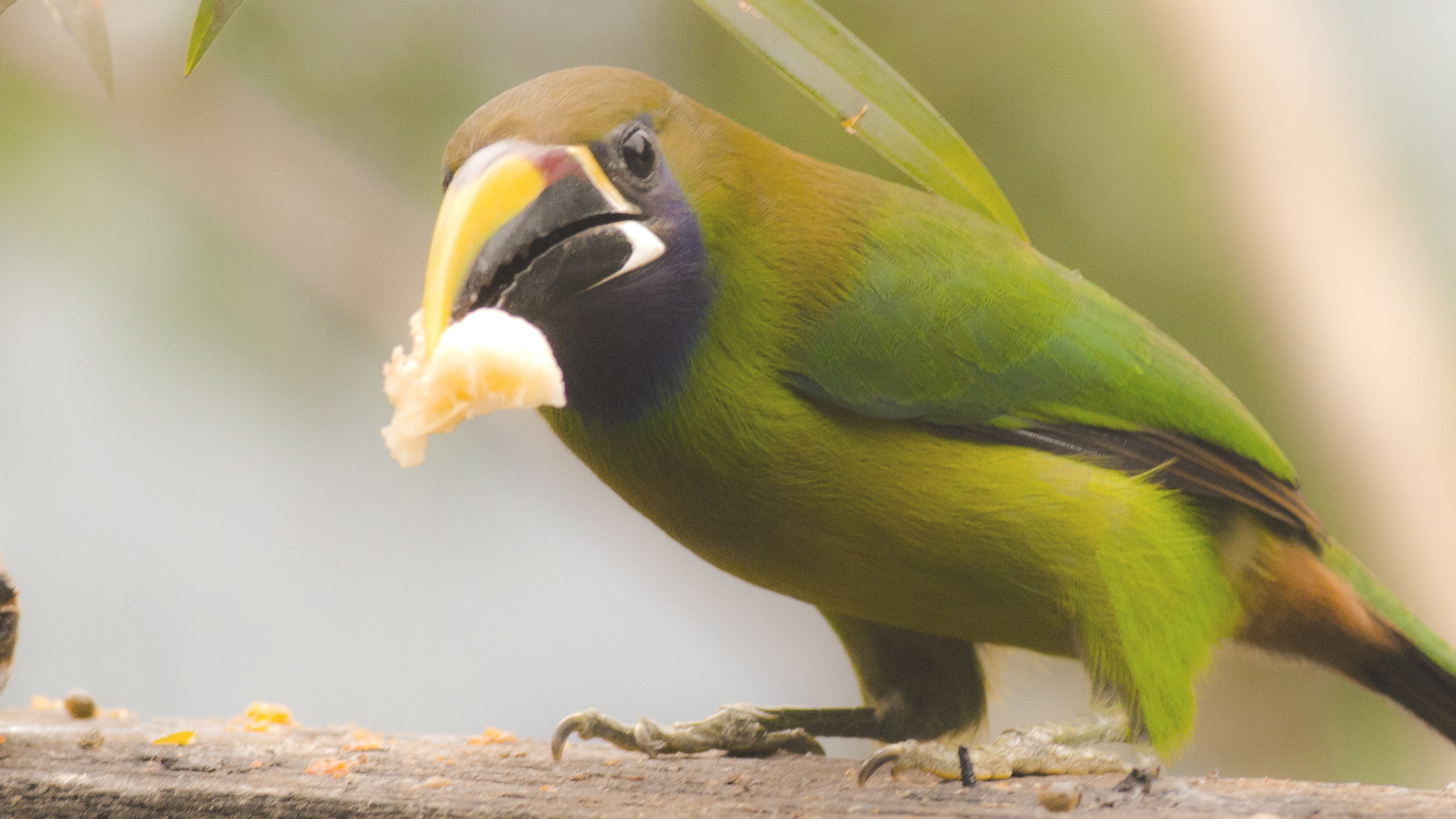 Emerald Toucanet