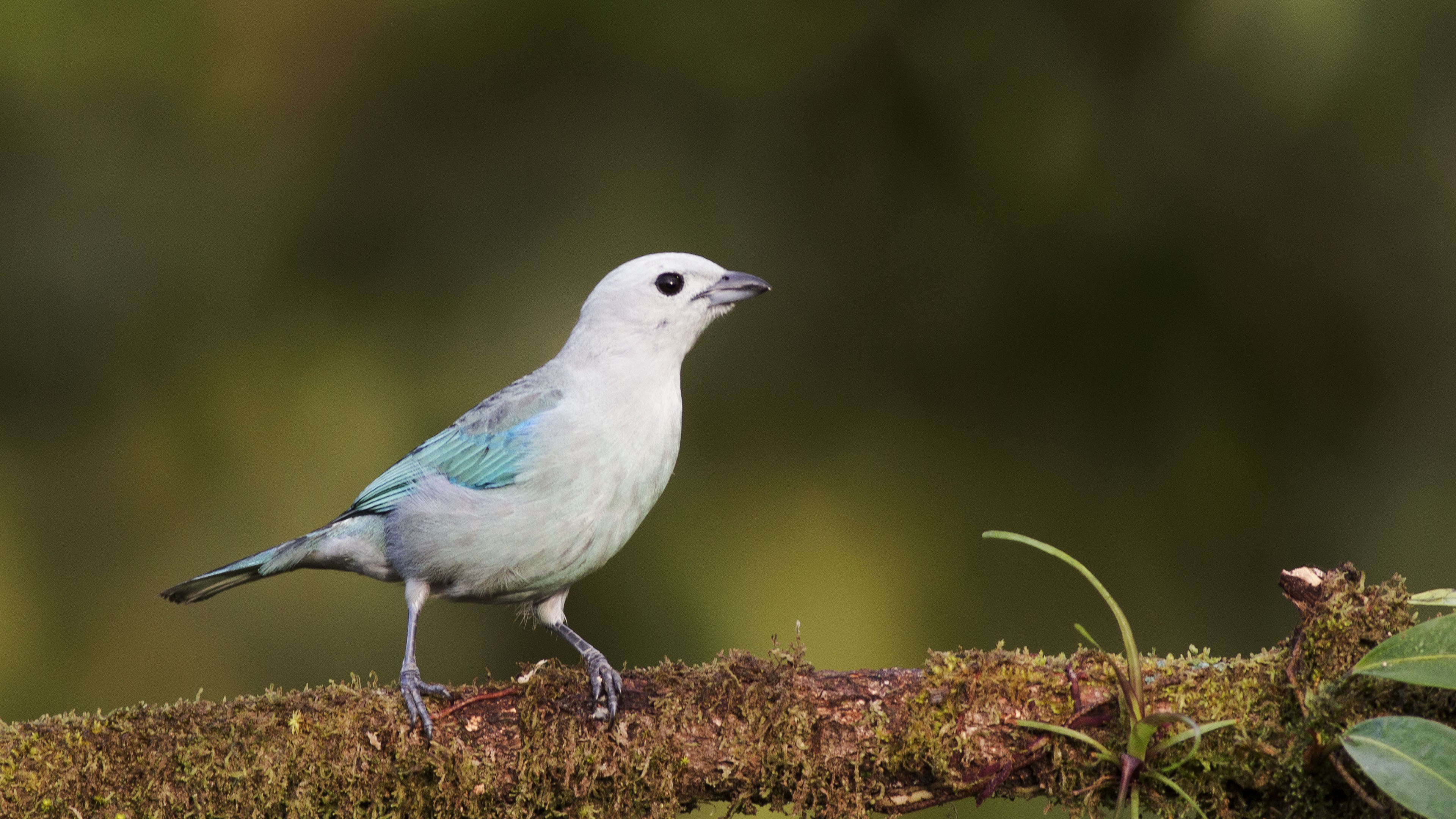Blue-grey Tanager