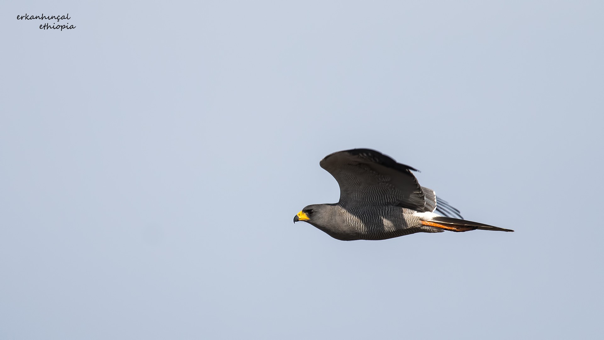 Eastern Chanting-goshawk