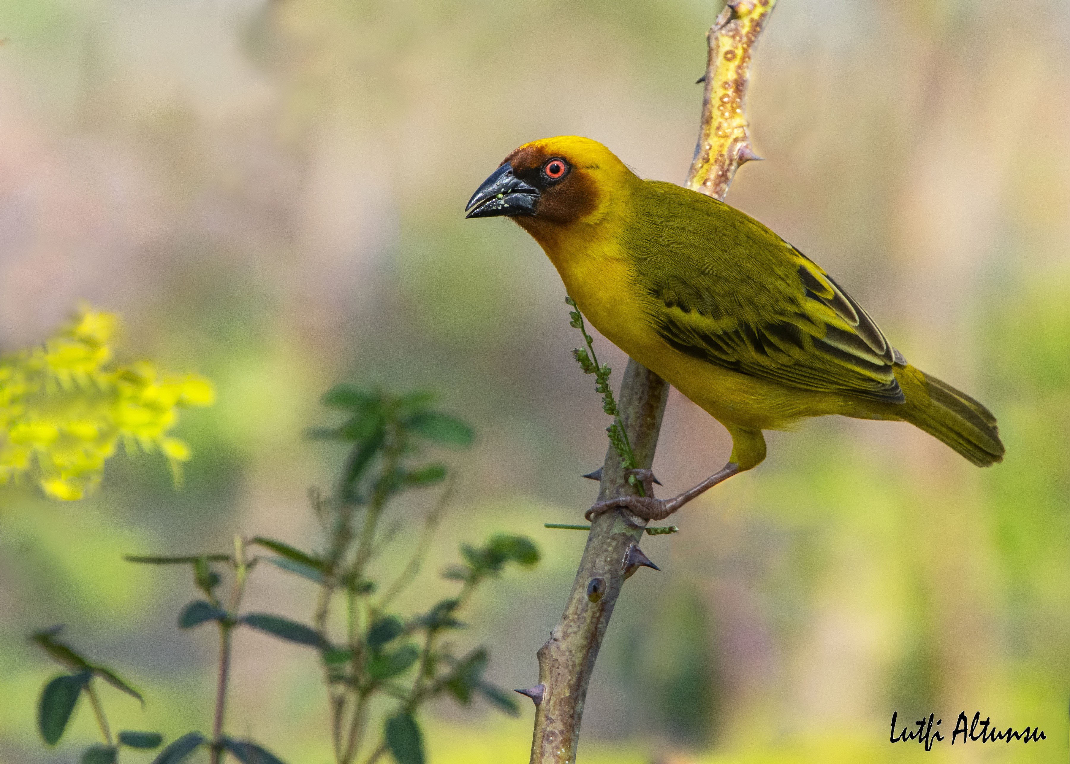 Rüppell's Weaver