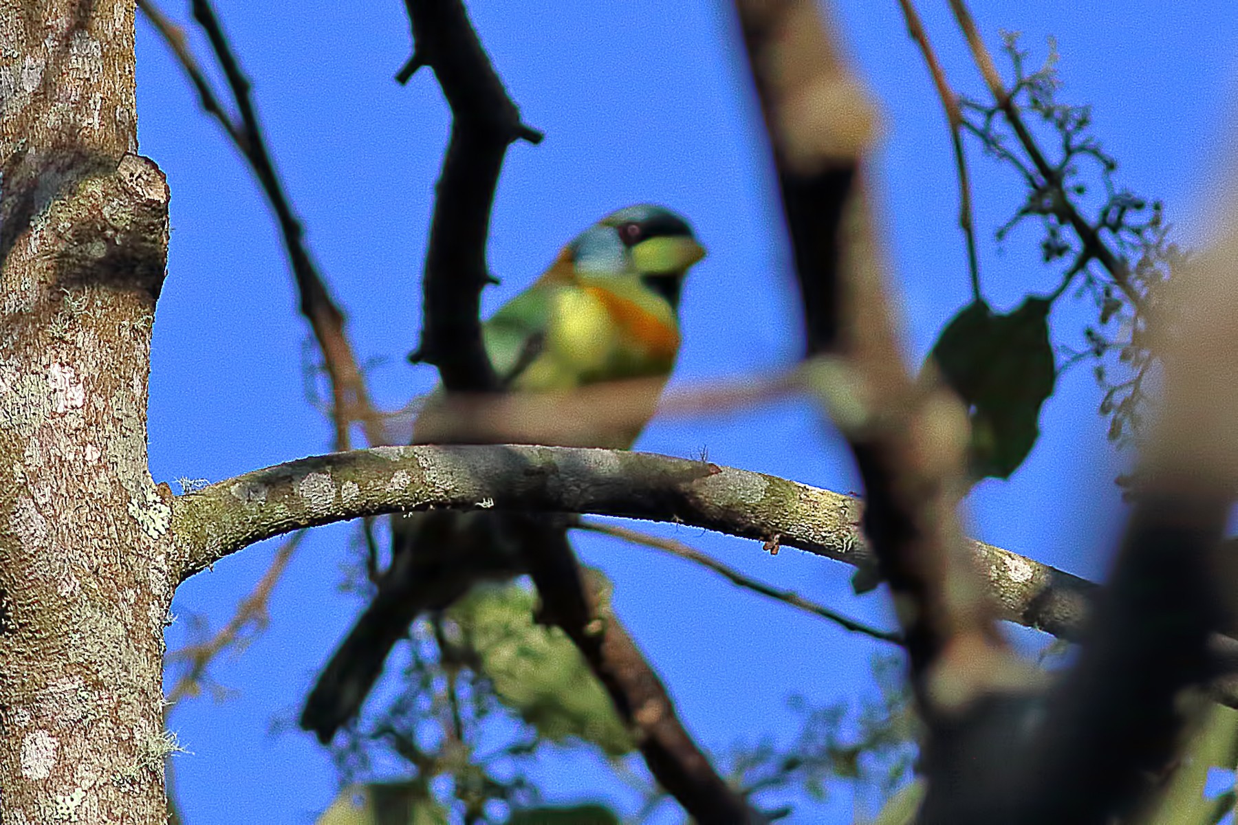 Red-headed Barbet