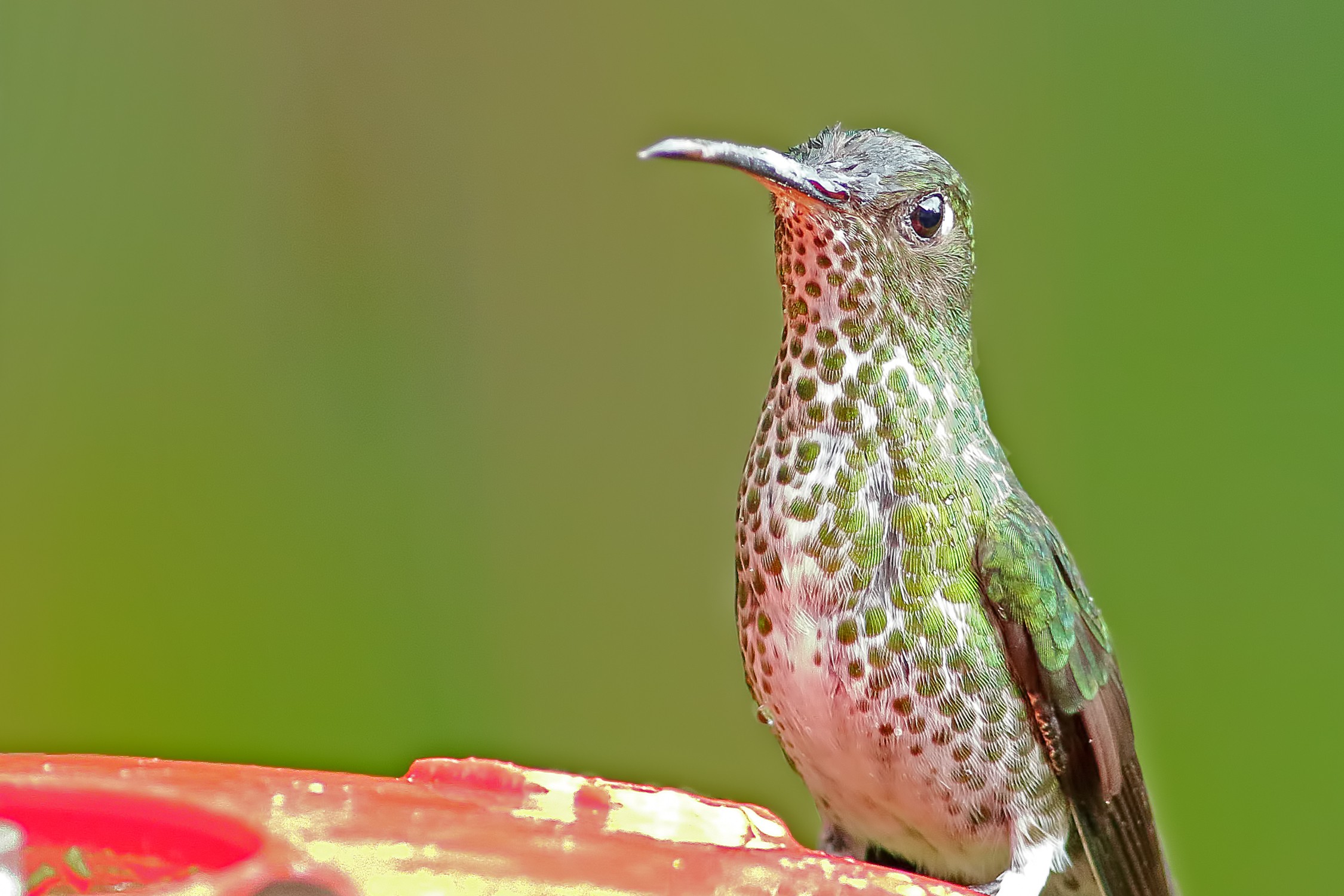 White-necked Jacobin
