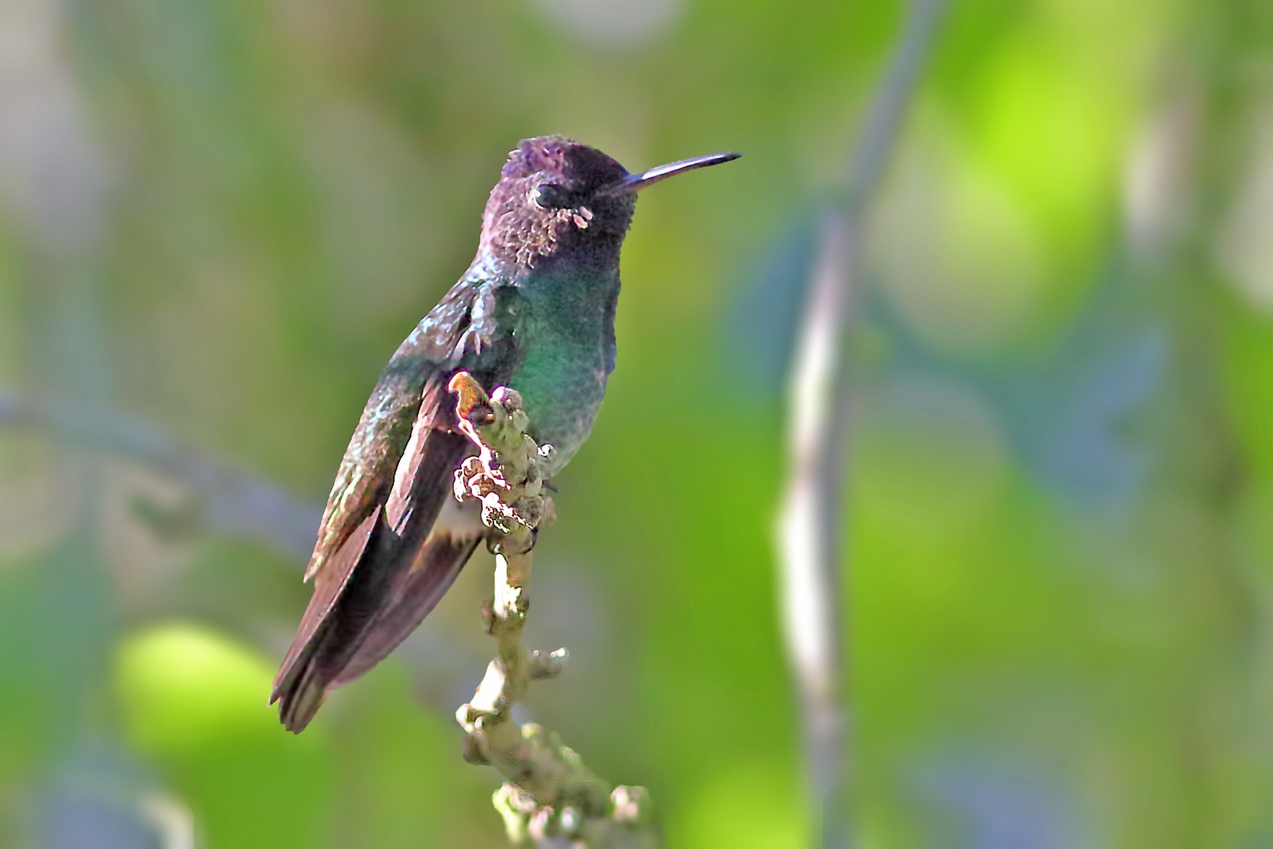 Velvet-purple Coronet