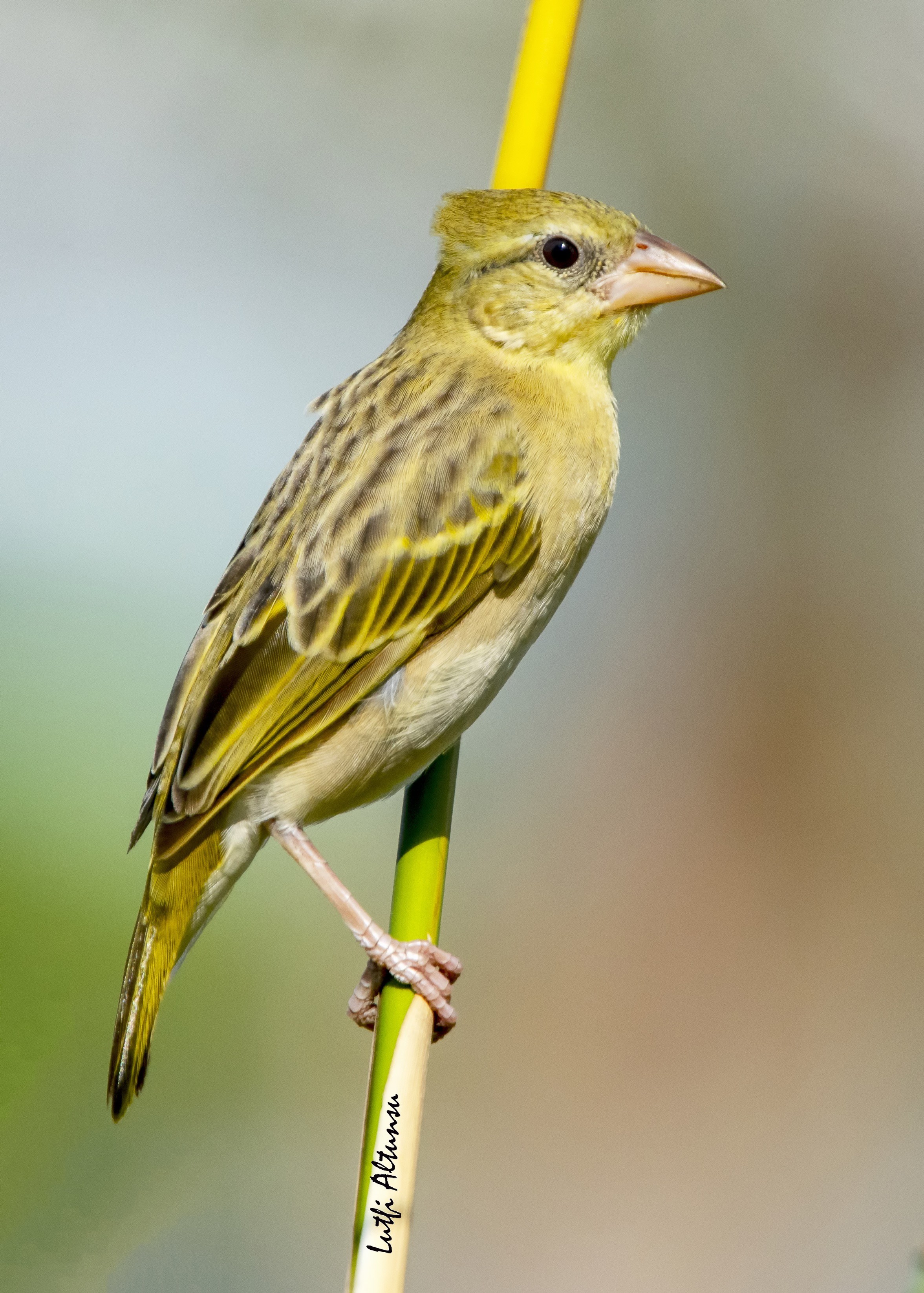 Rüppell's Weaver