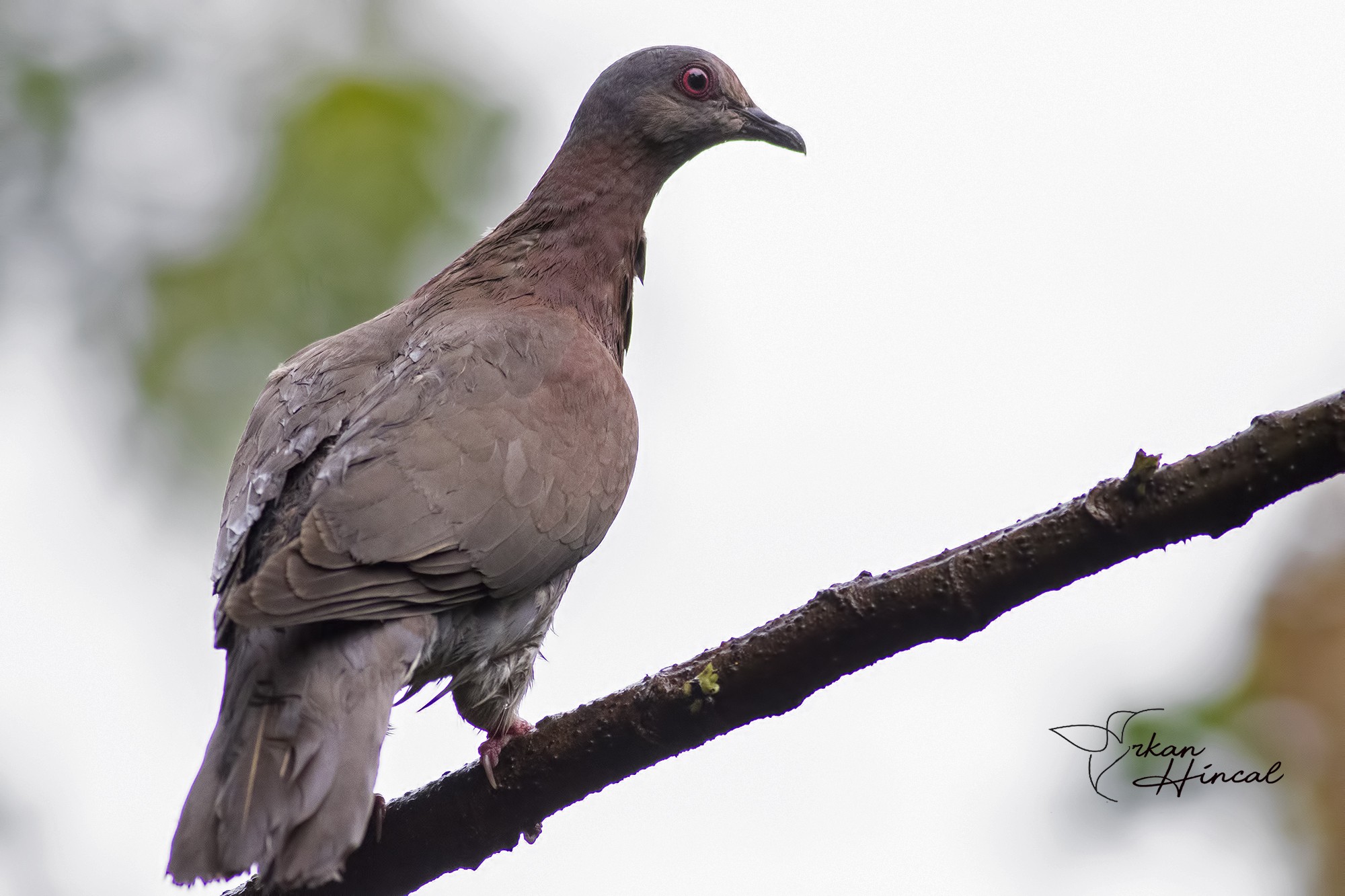 Pale-vented Pigeon