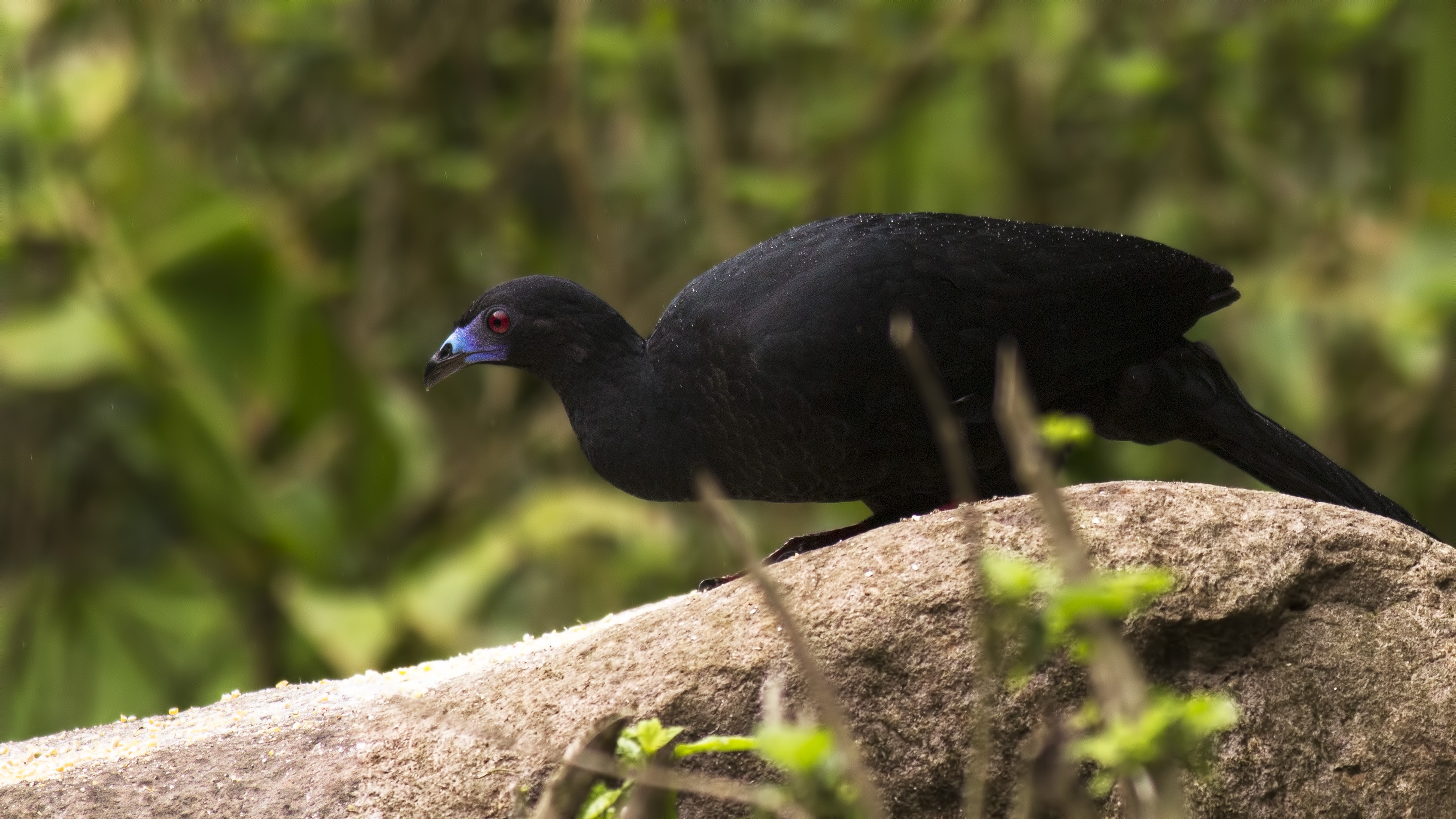 Black Guan