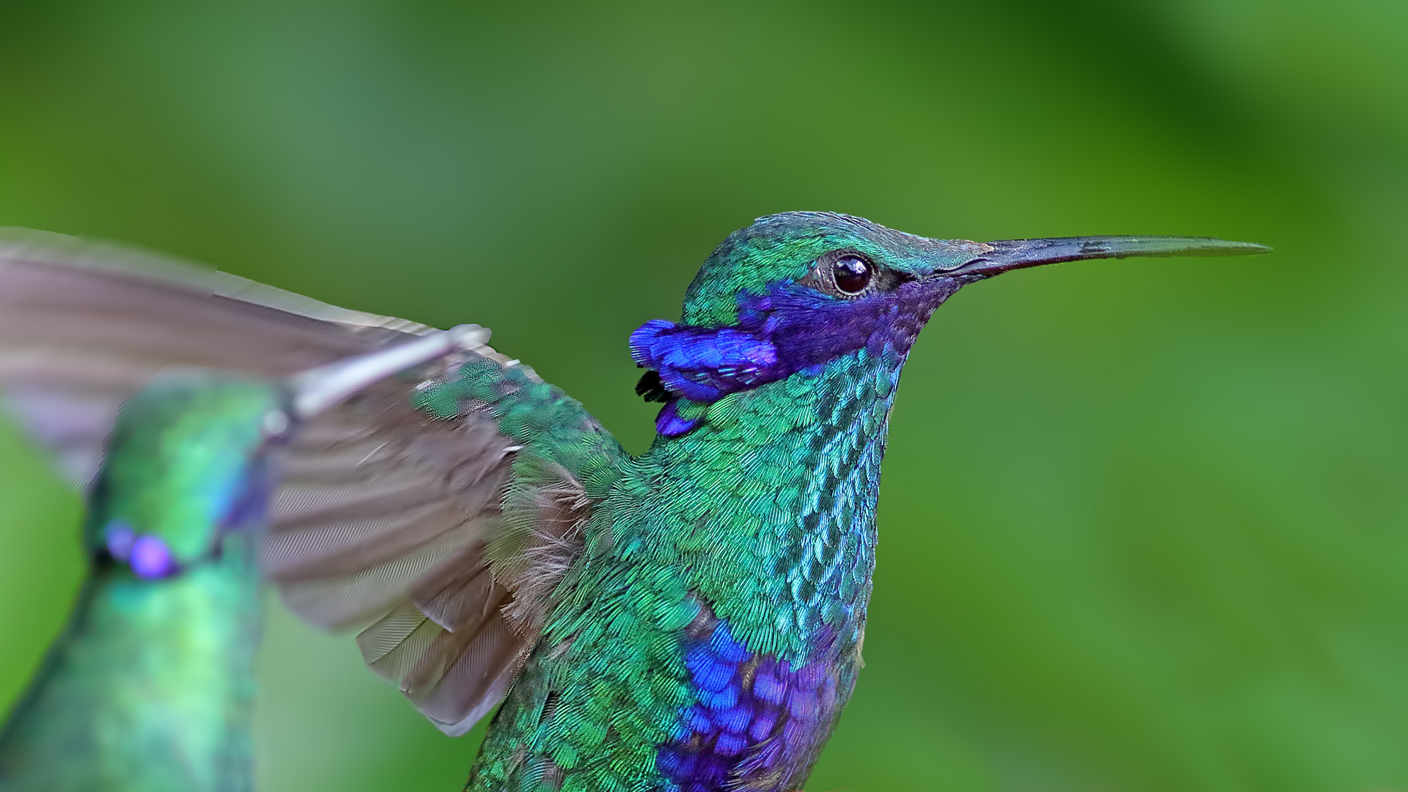 Sparkling Violet-ear