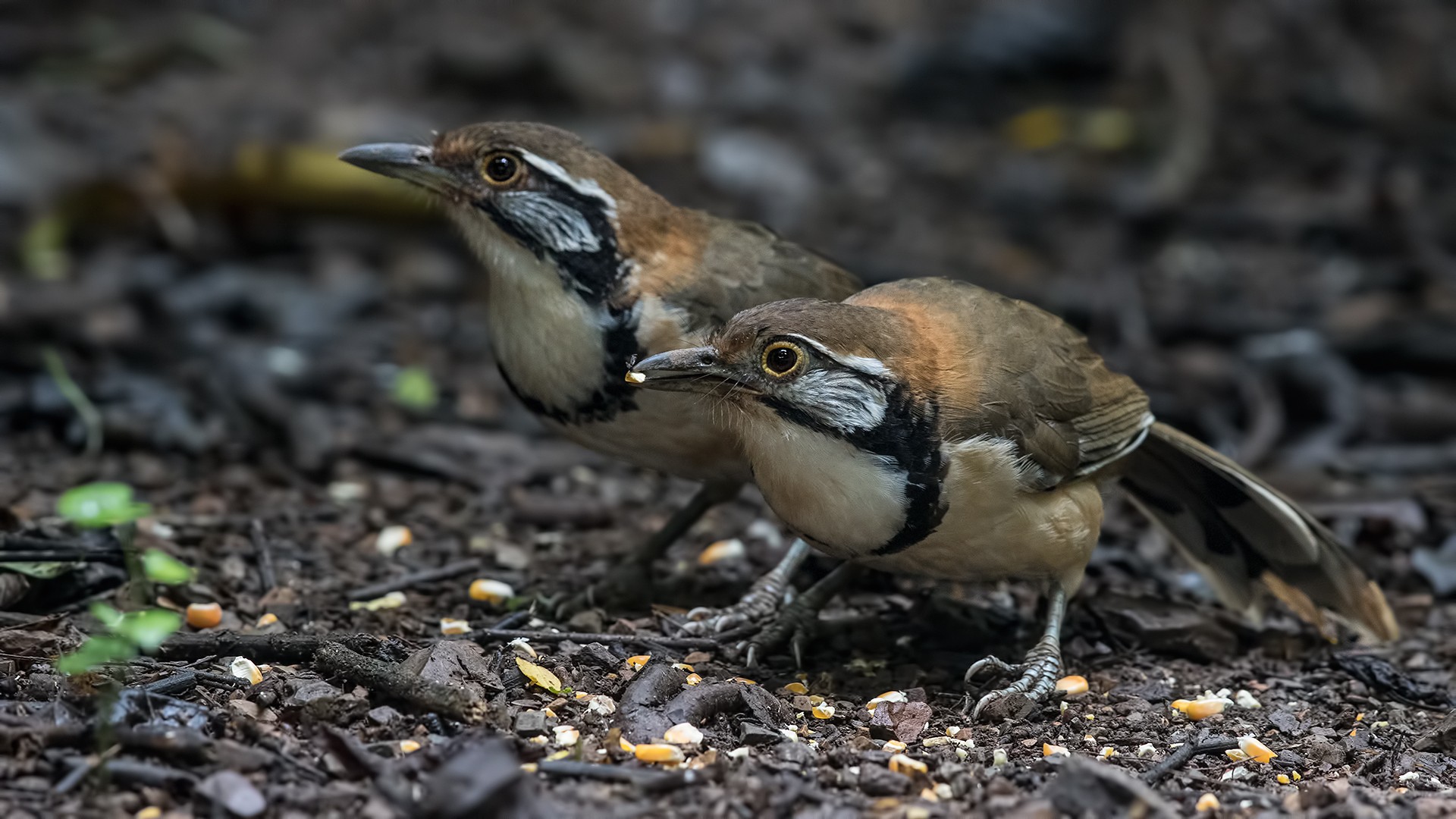 Greater Necklaced Laughingthrush
