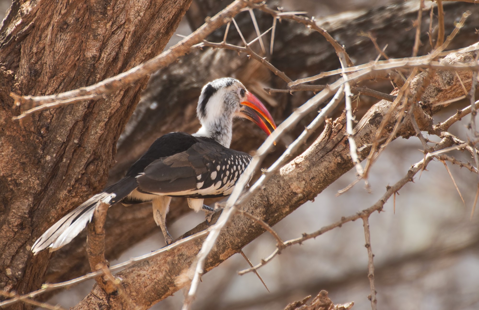 Red-billed Hornbill