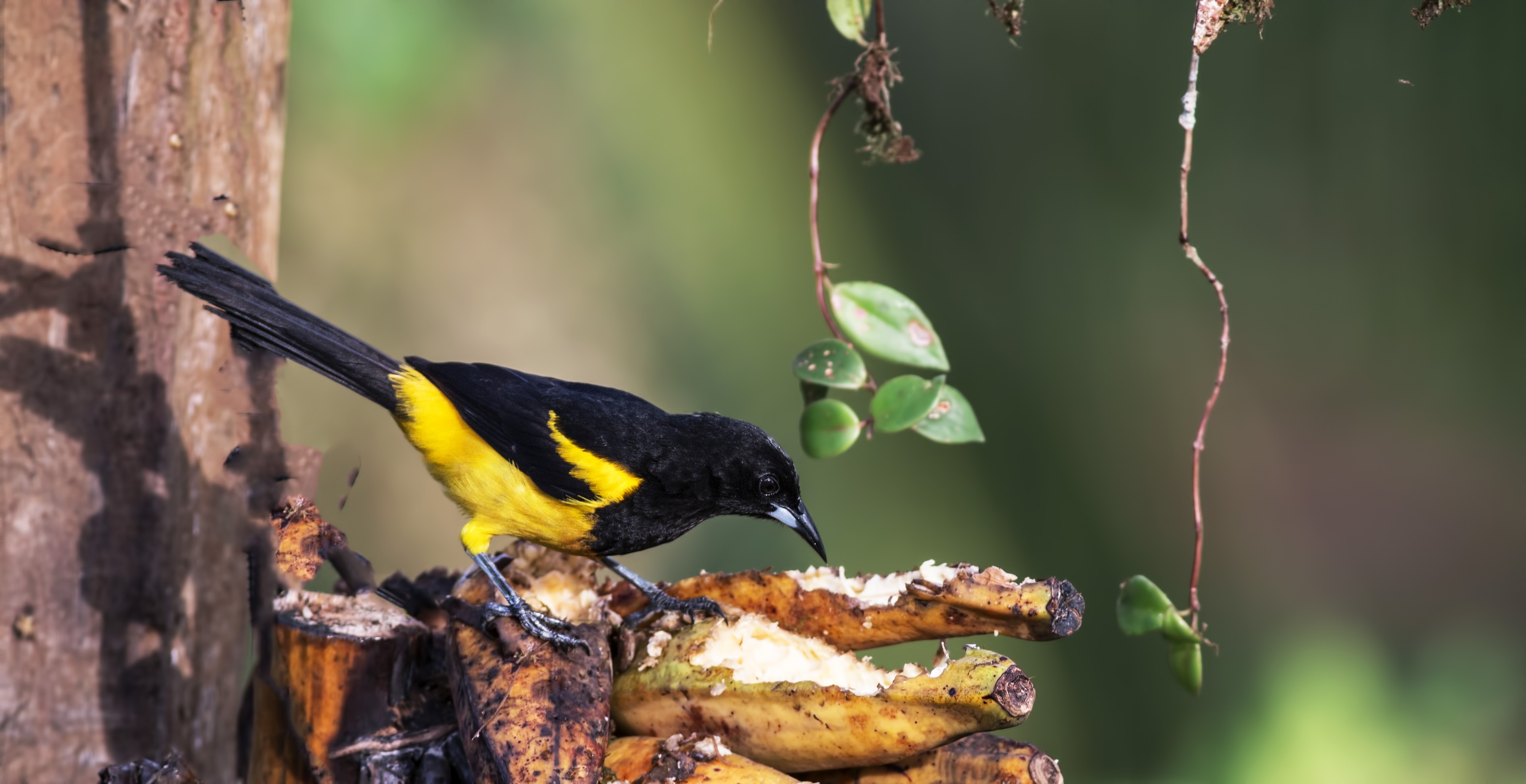 Black-cowled Oriole