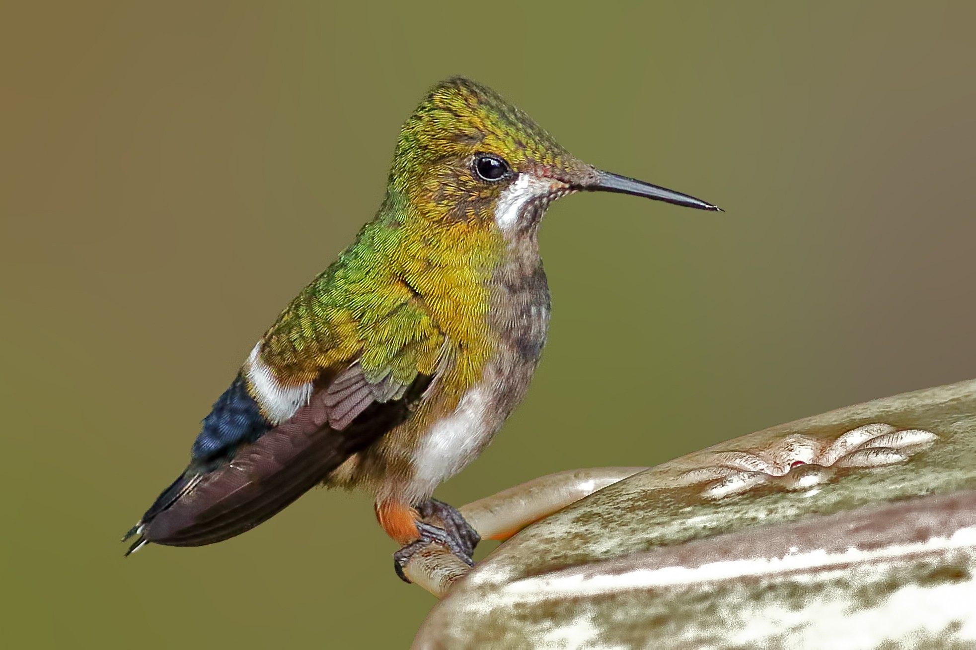 Wire-crested Thorntail
