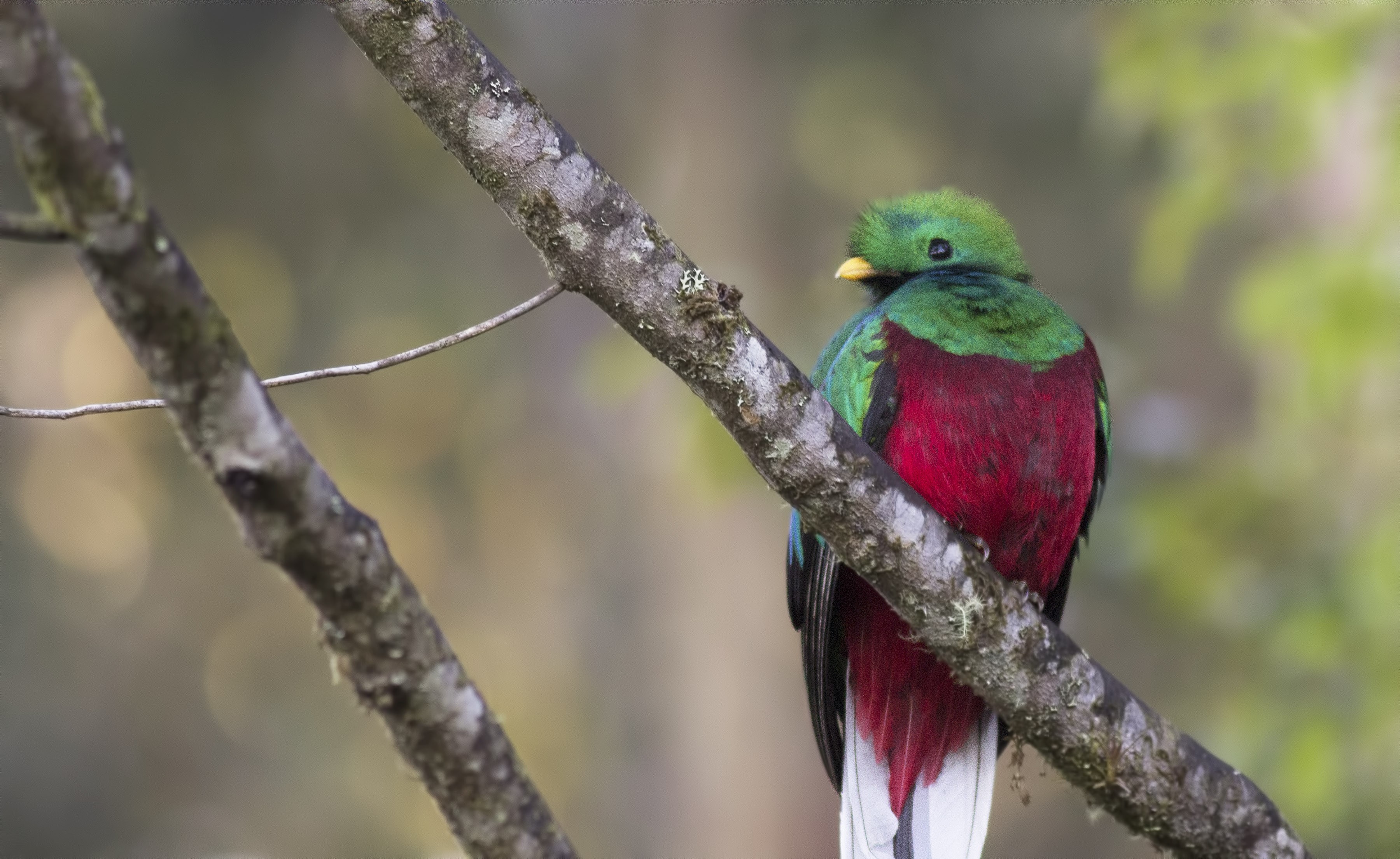 Resplendent Quetzal