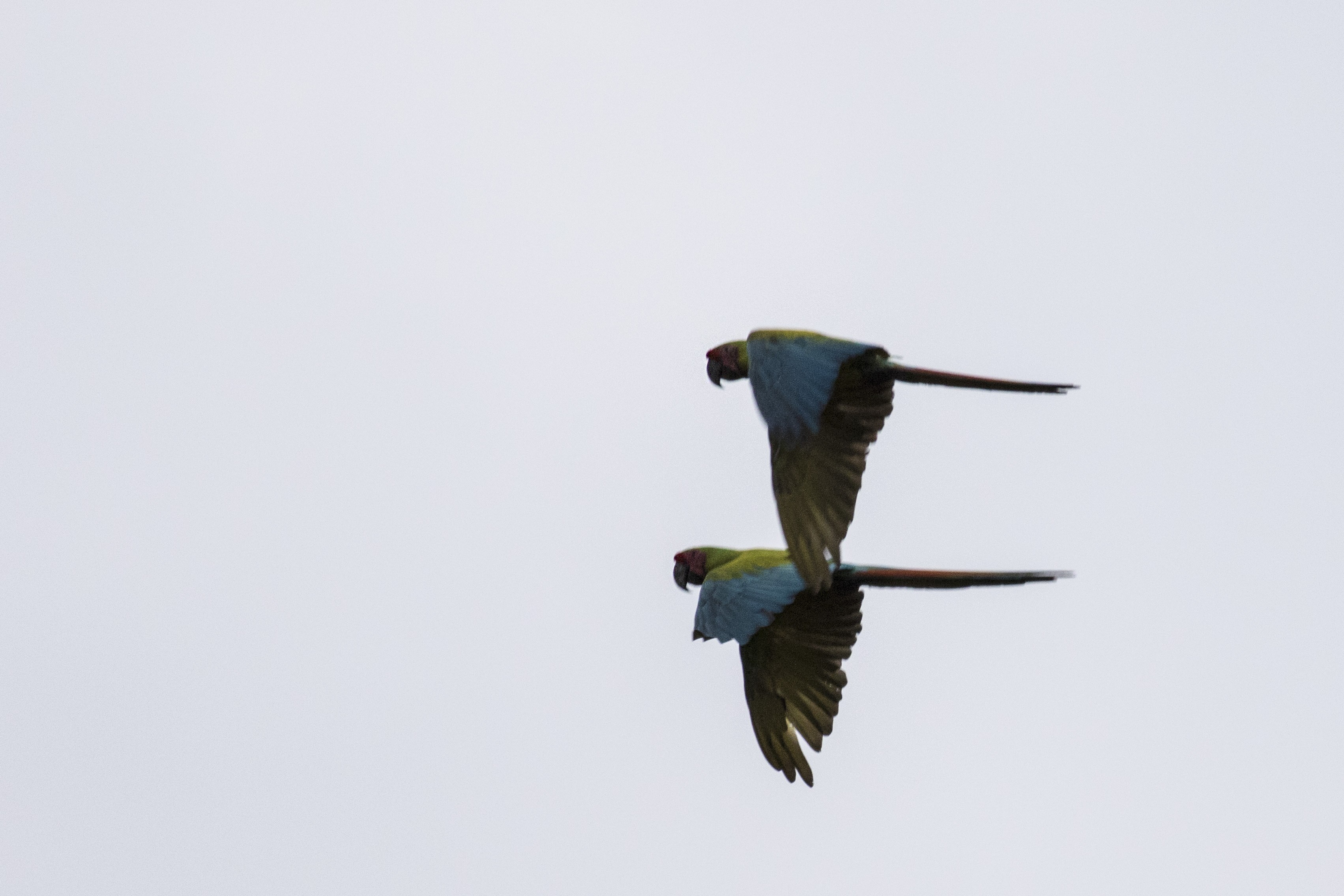 Great Green Macaw