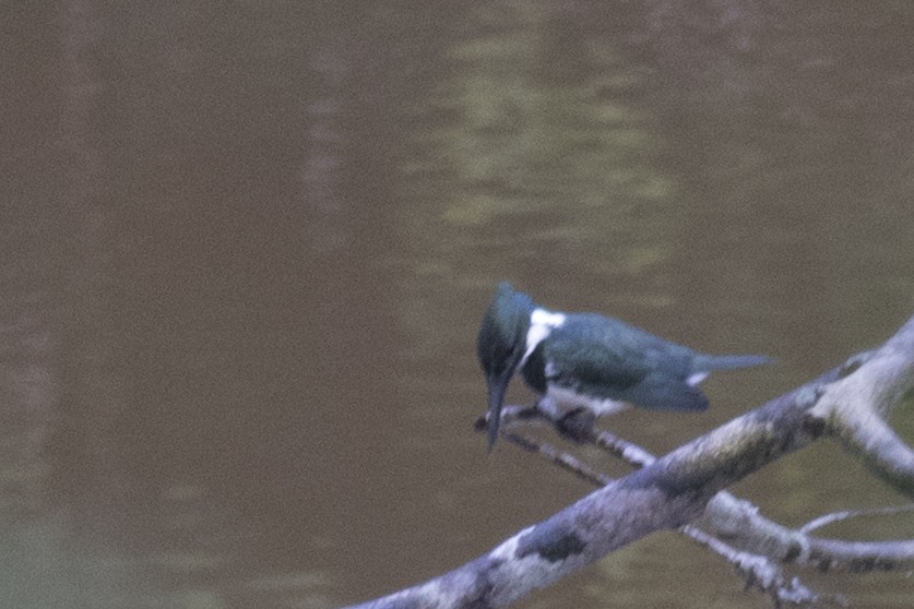 Amazon Kingfisher