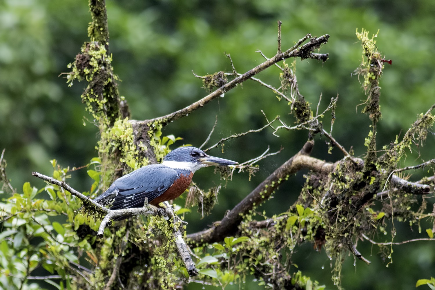 Ringed Kingfisher