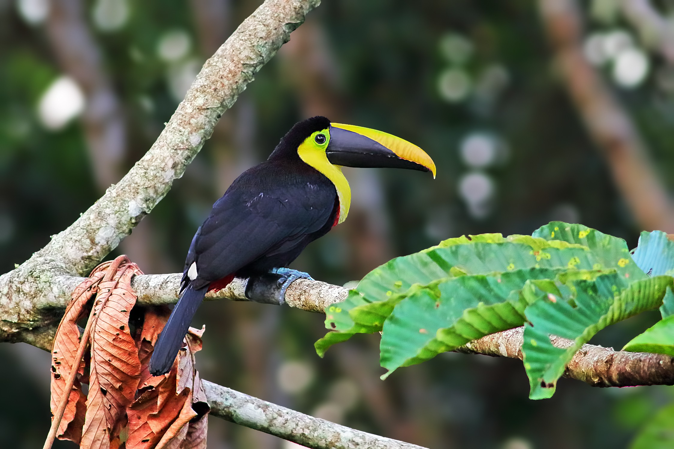 Yellow-throated Toucan