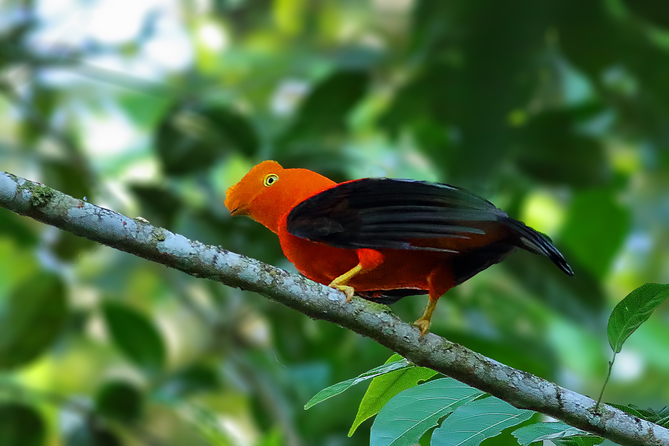 Andean Cock-of-the-rock