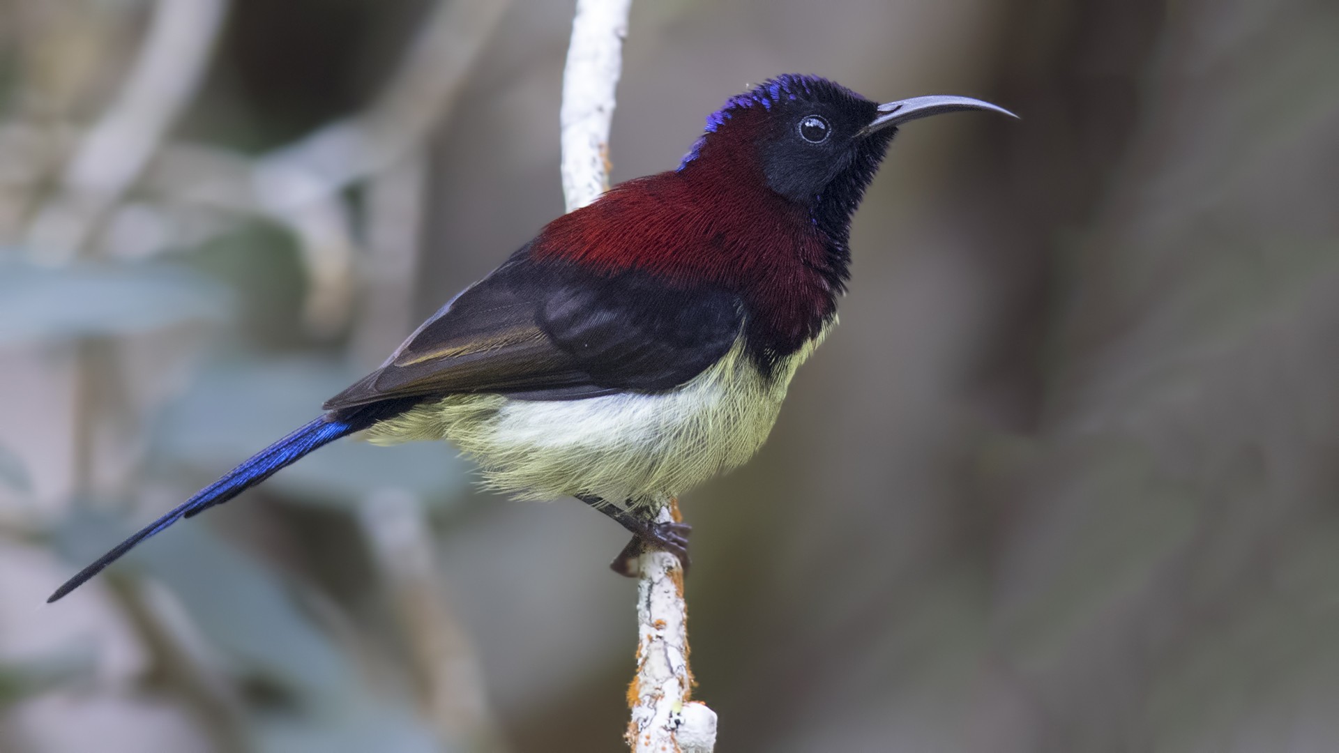 Black-throated Sunbird