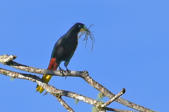 Crested Oropendola