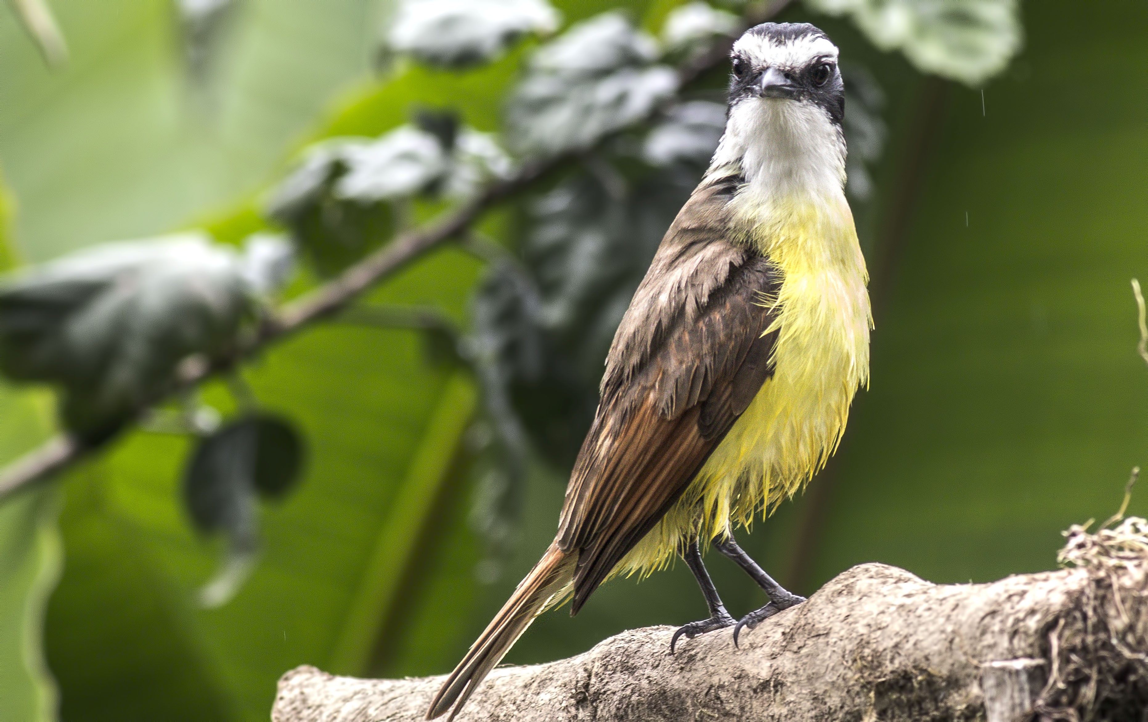 Social Flycatcher
