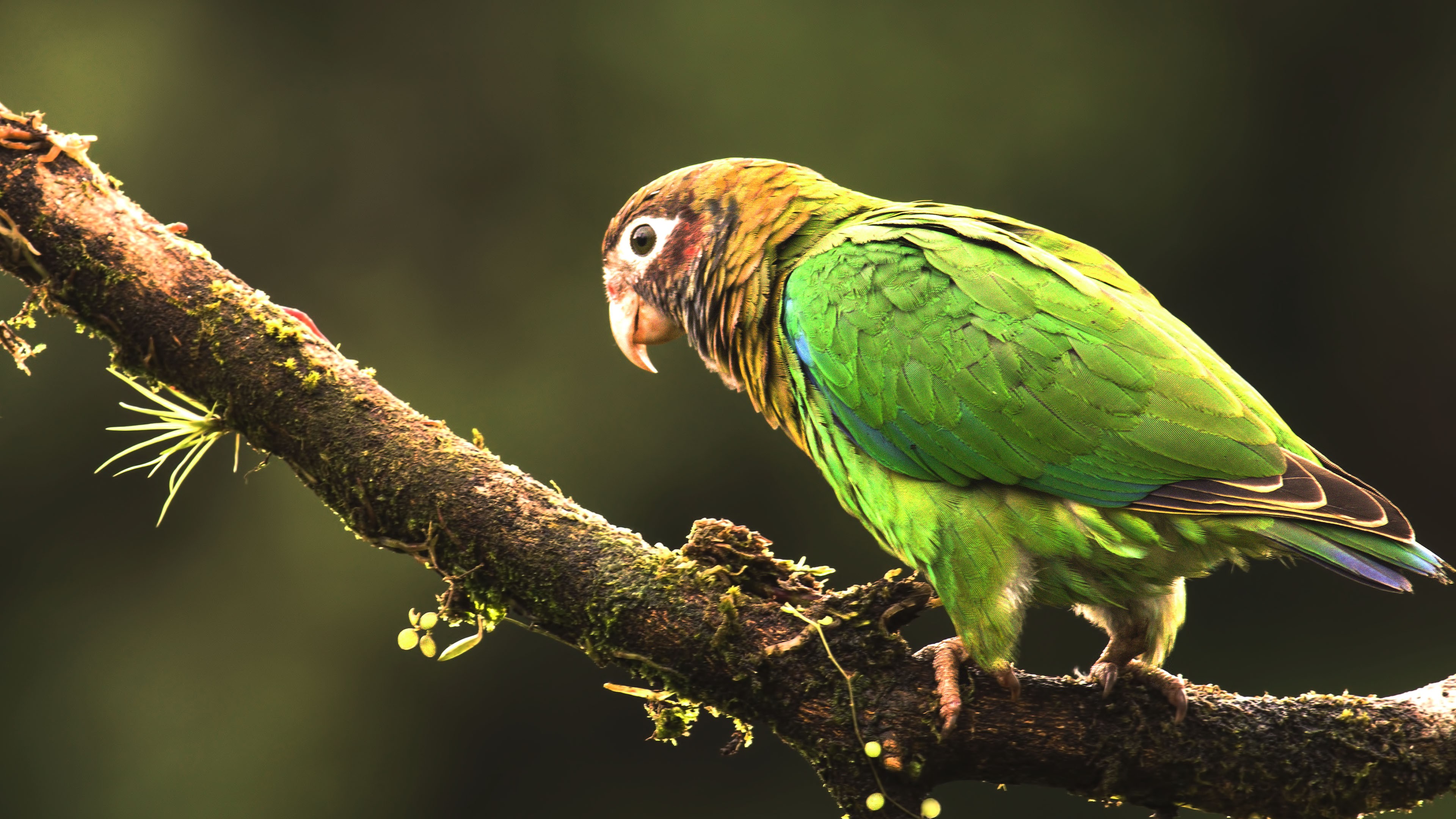 Brown-hooded Parrot