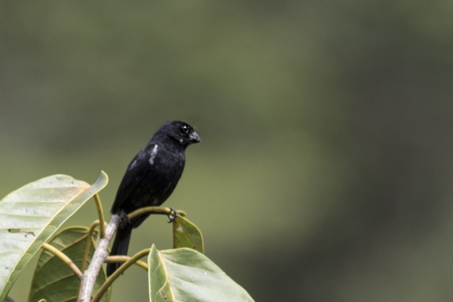 Variable Seedeater