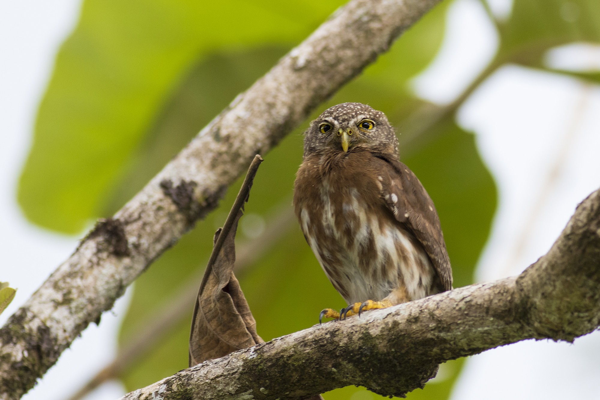 Ferruginous Pygmy-owl