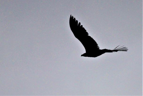 Ak Kuyruklu Kartal