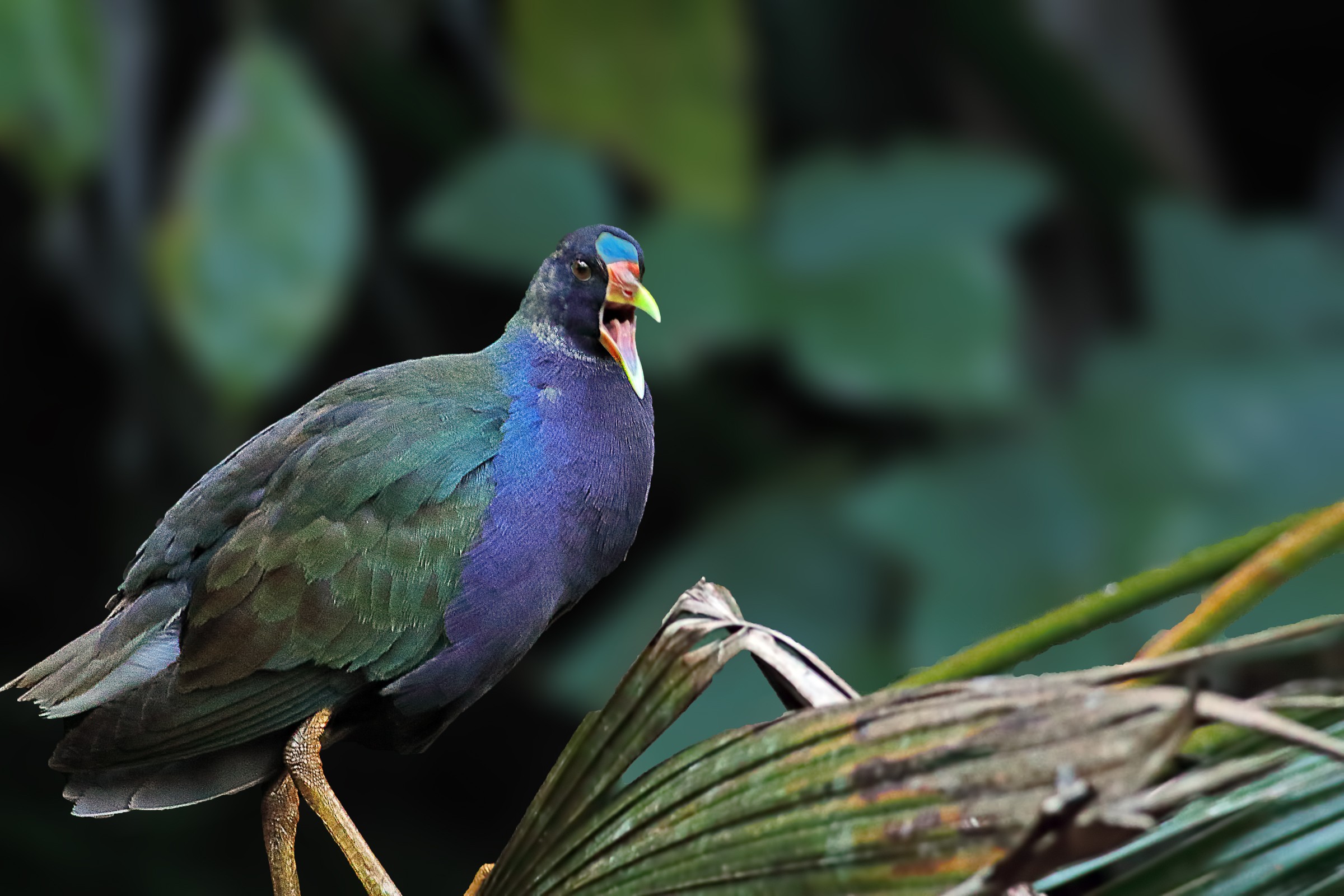 Purple Gallinule