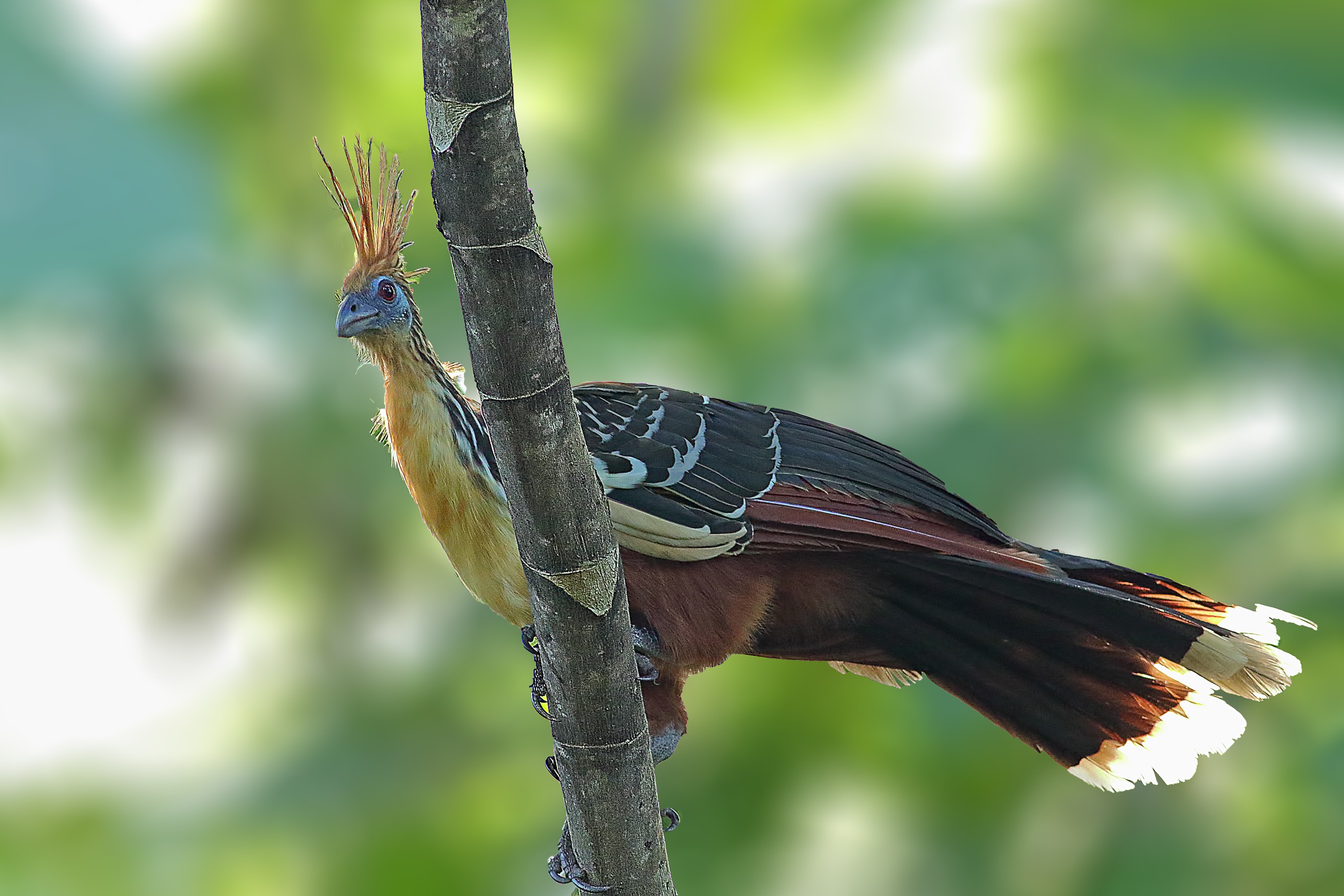 Hoatzin