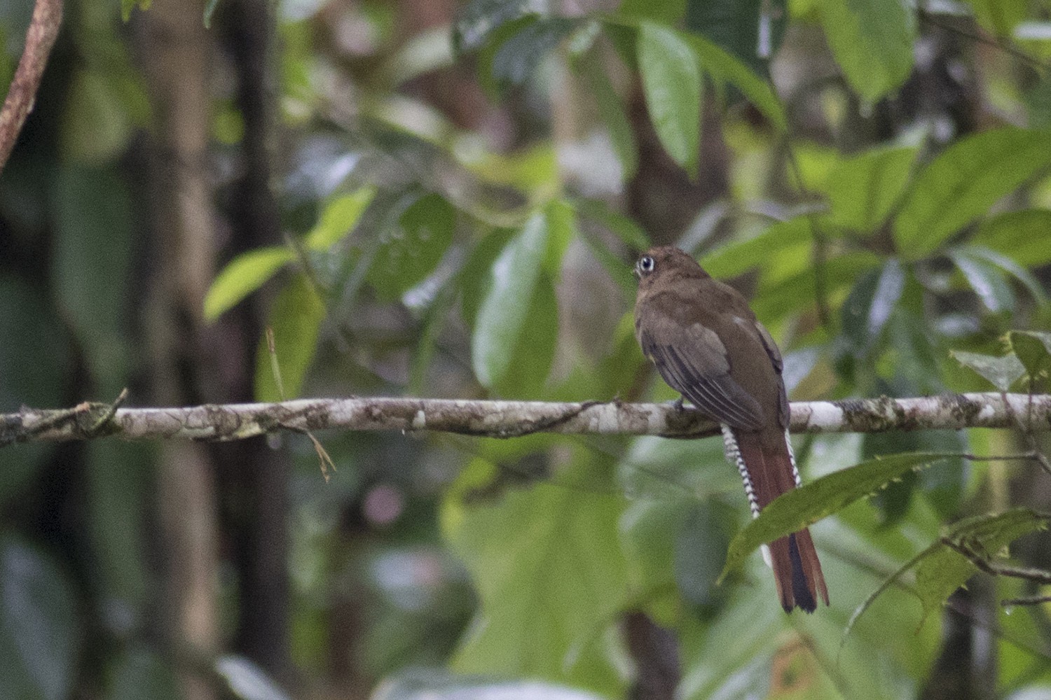 Black-throated Trogon
