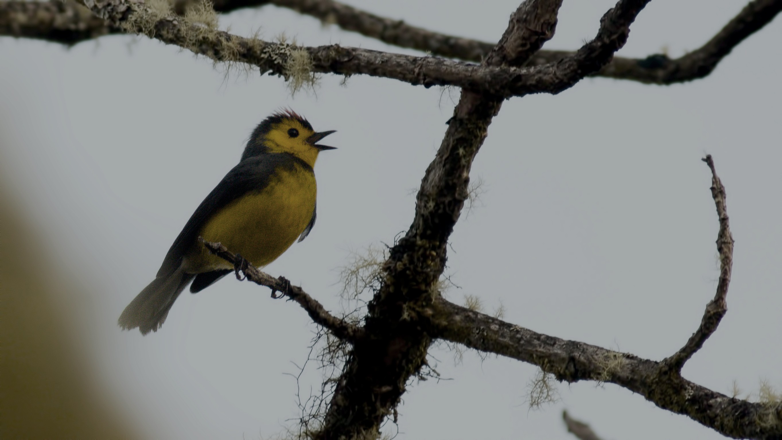 Collared Whitestart