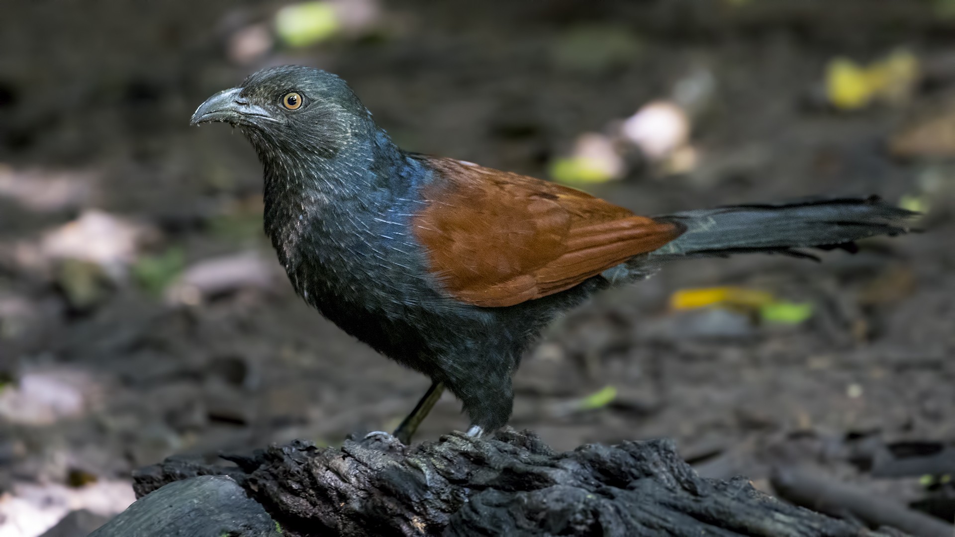 Greater Coucal
