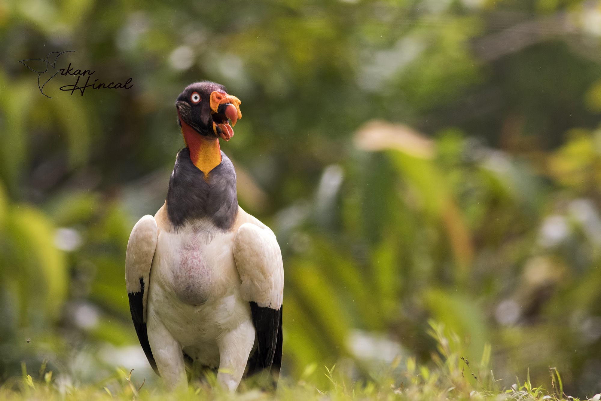 King Vulture