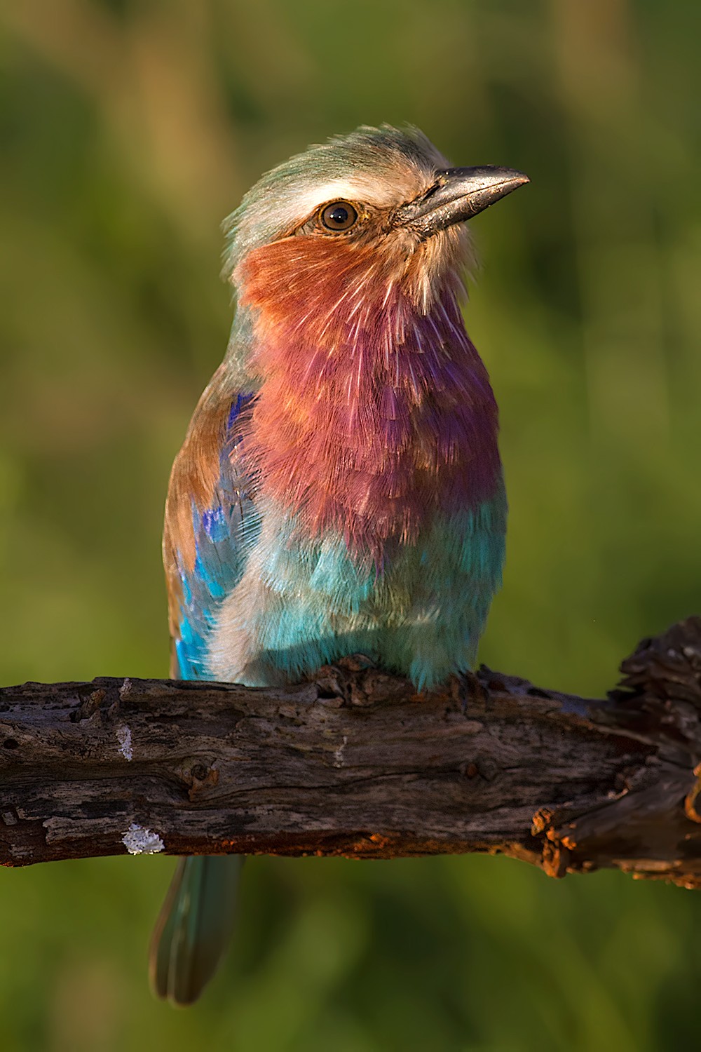 Lilac-breasted Roller