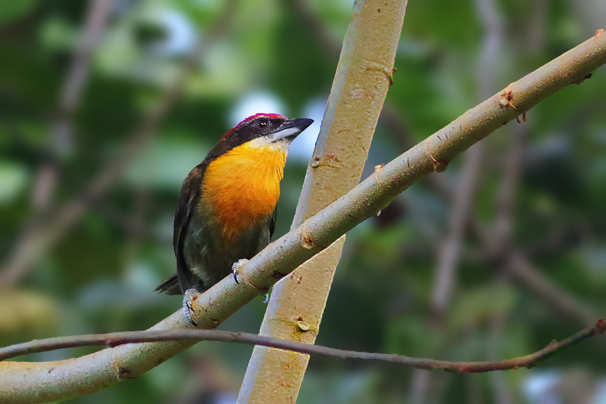 Scarlet-crowned Barbet