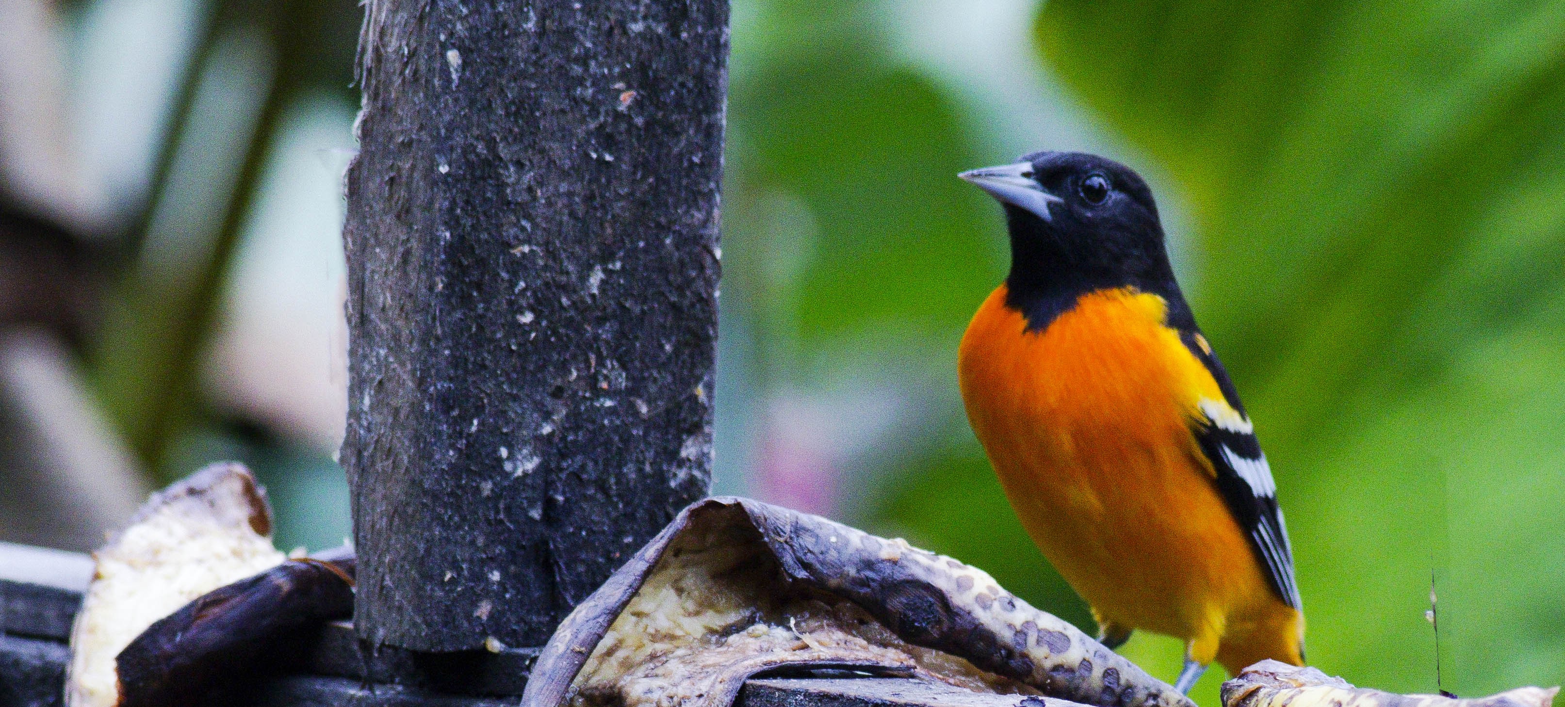 Baltimore Oriole