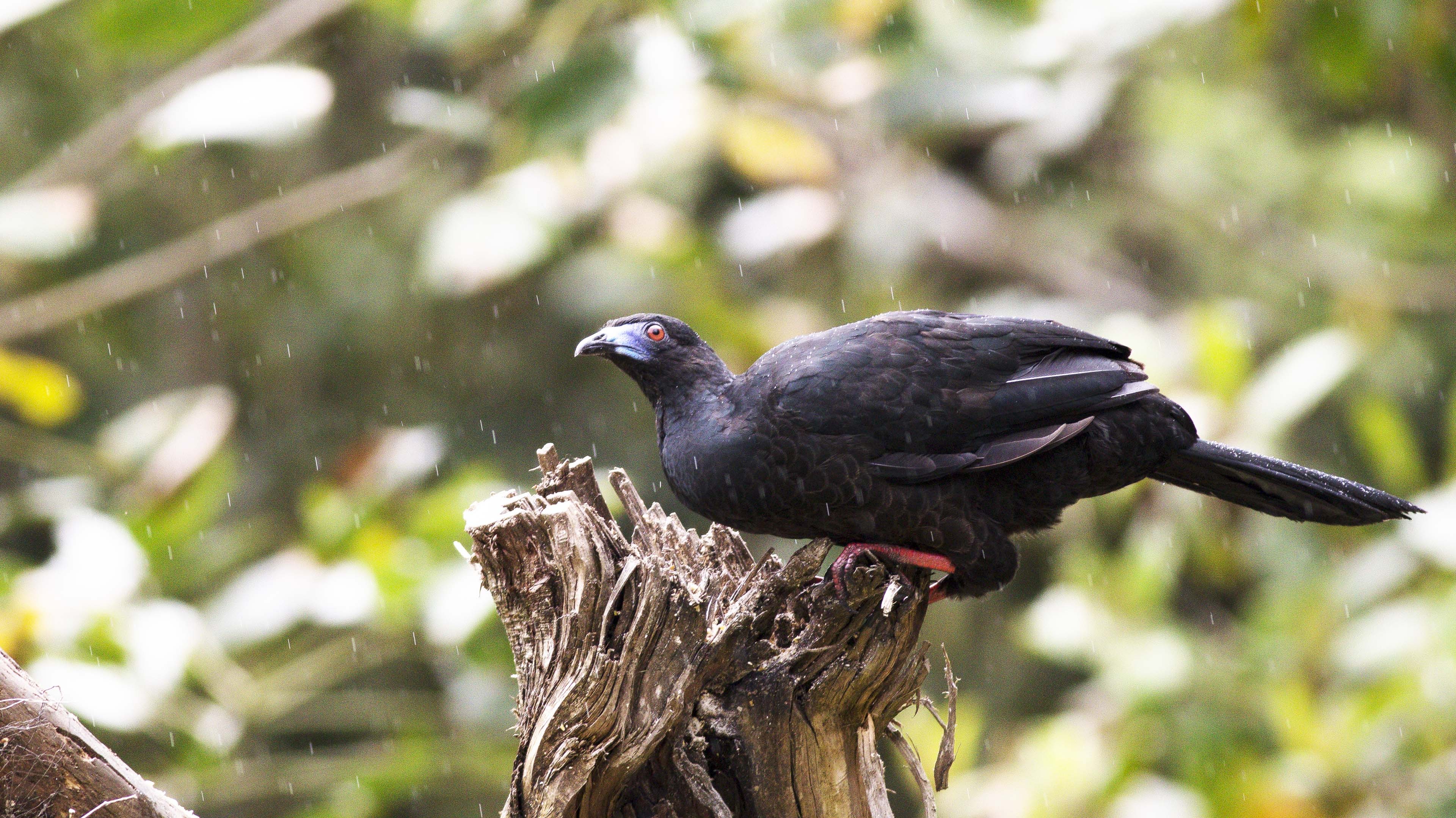 Black Guan