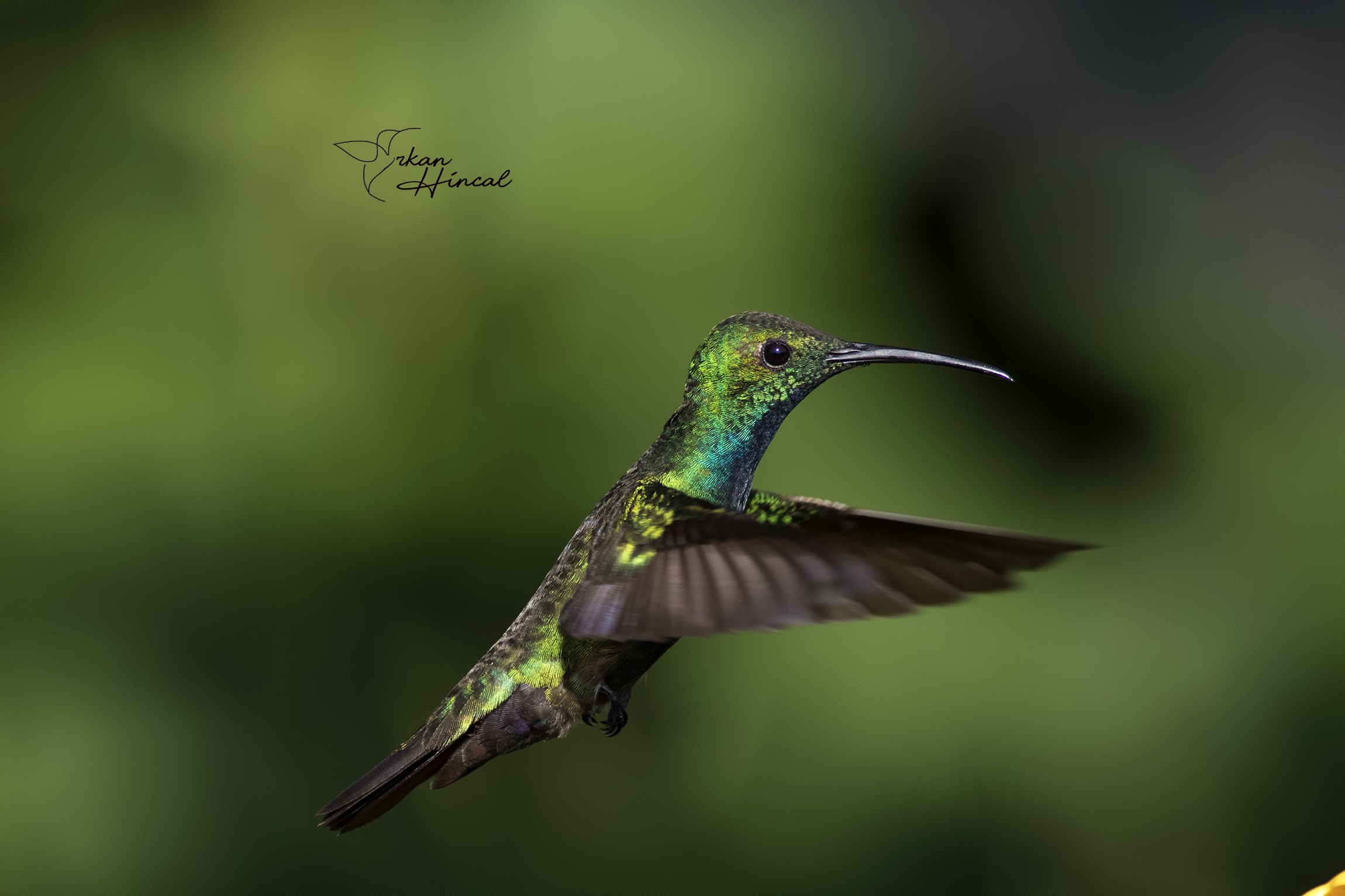 Green-breasted Mango