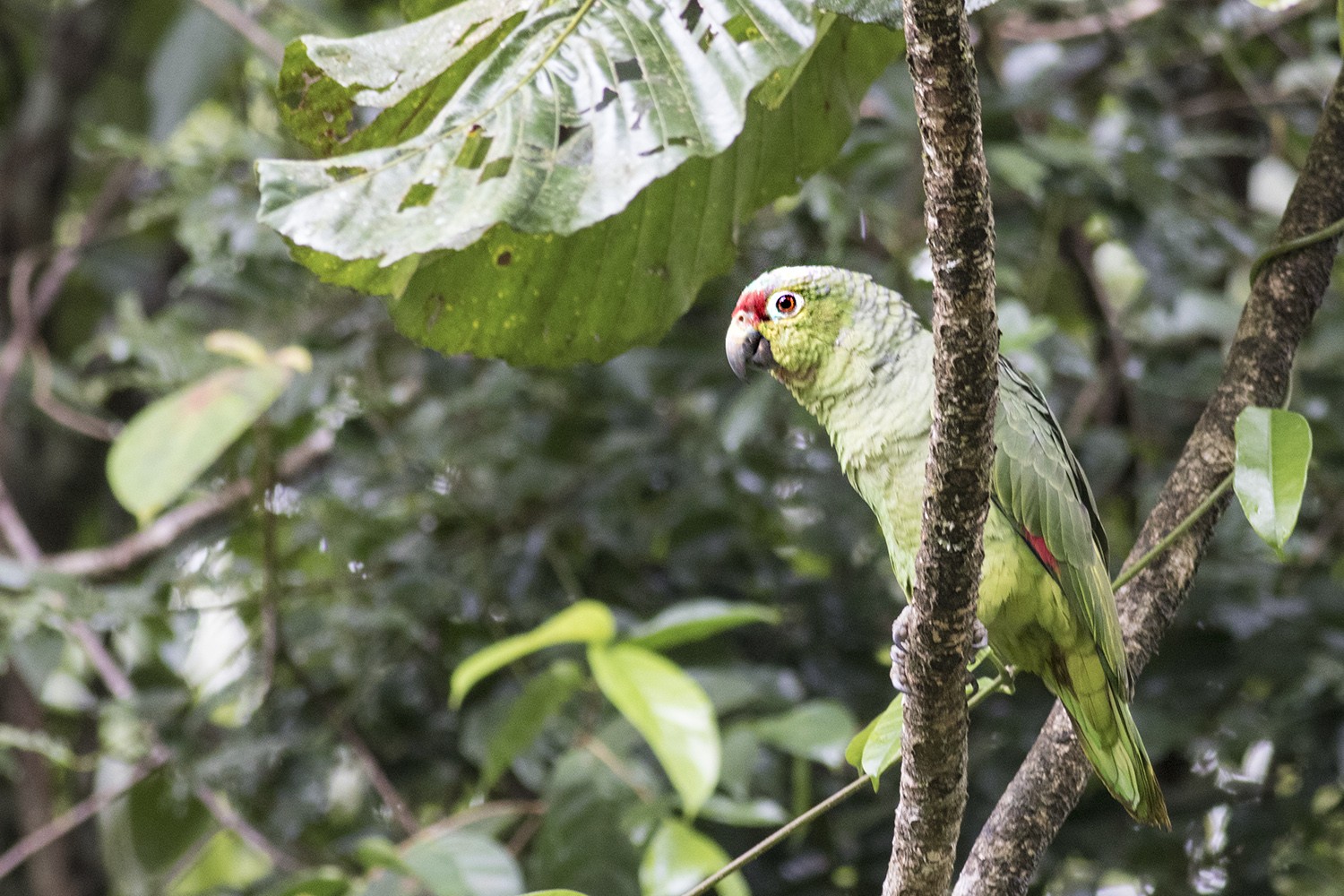Red-lored Amazon
