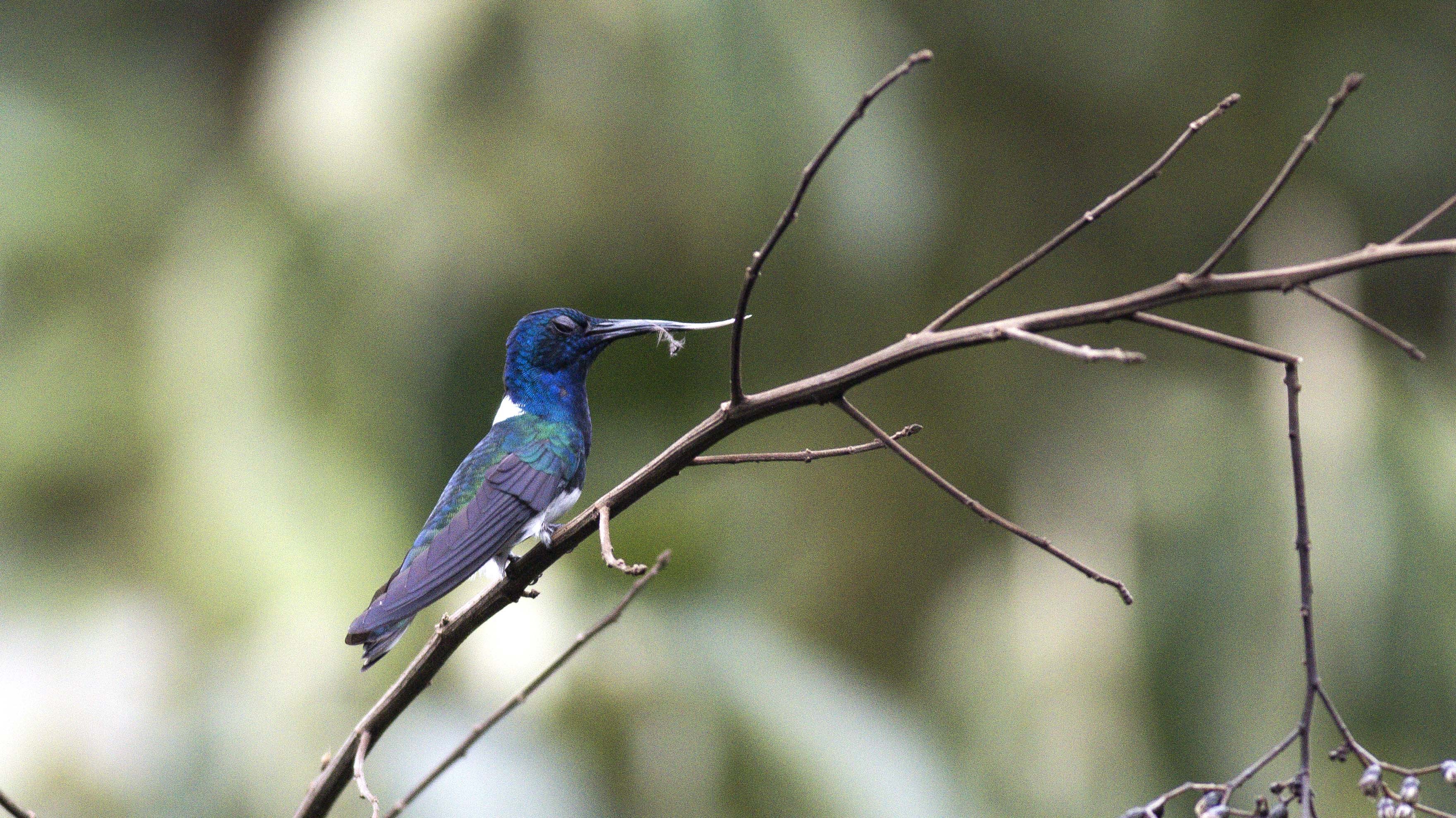 White-necked Jacobin
