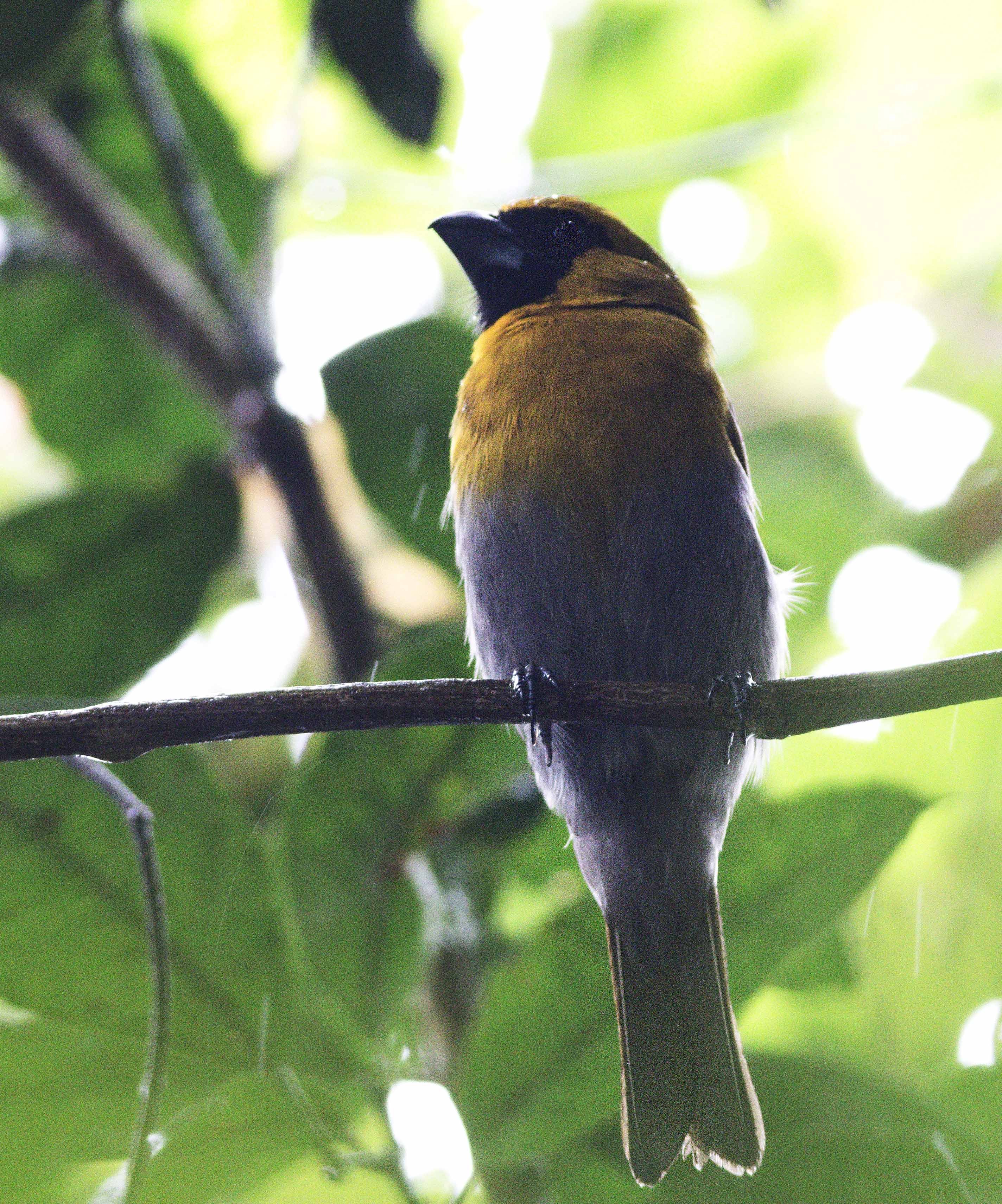 Prong-billed Barbet