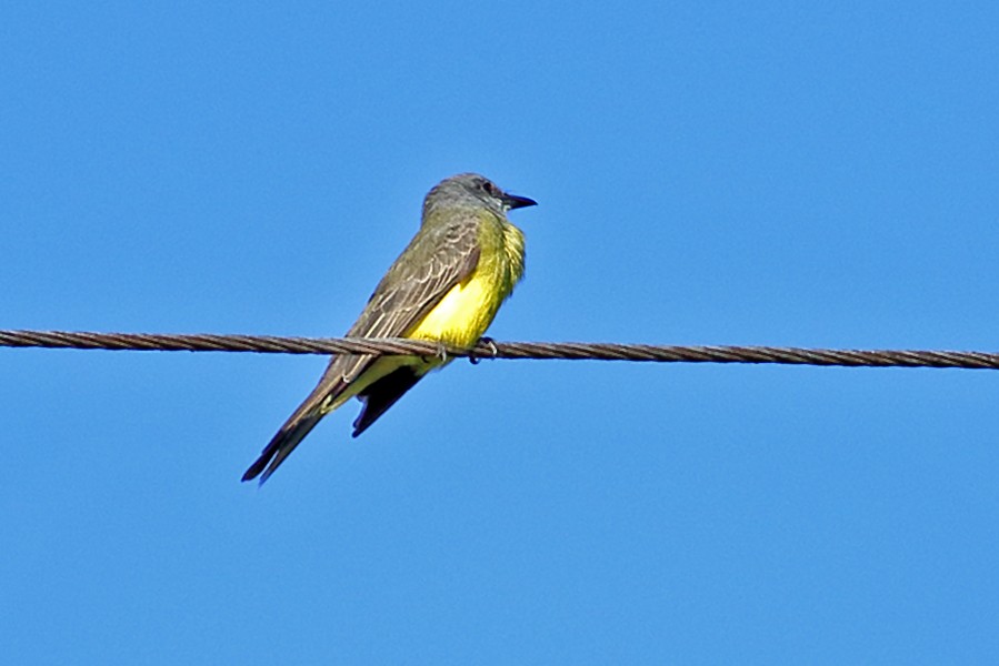 Tropical Kingbird