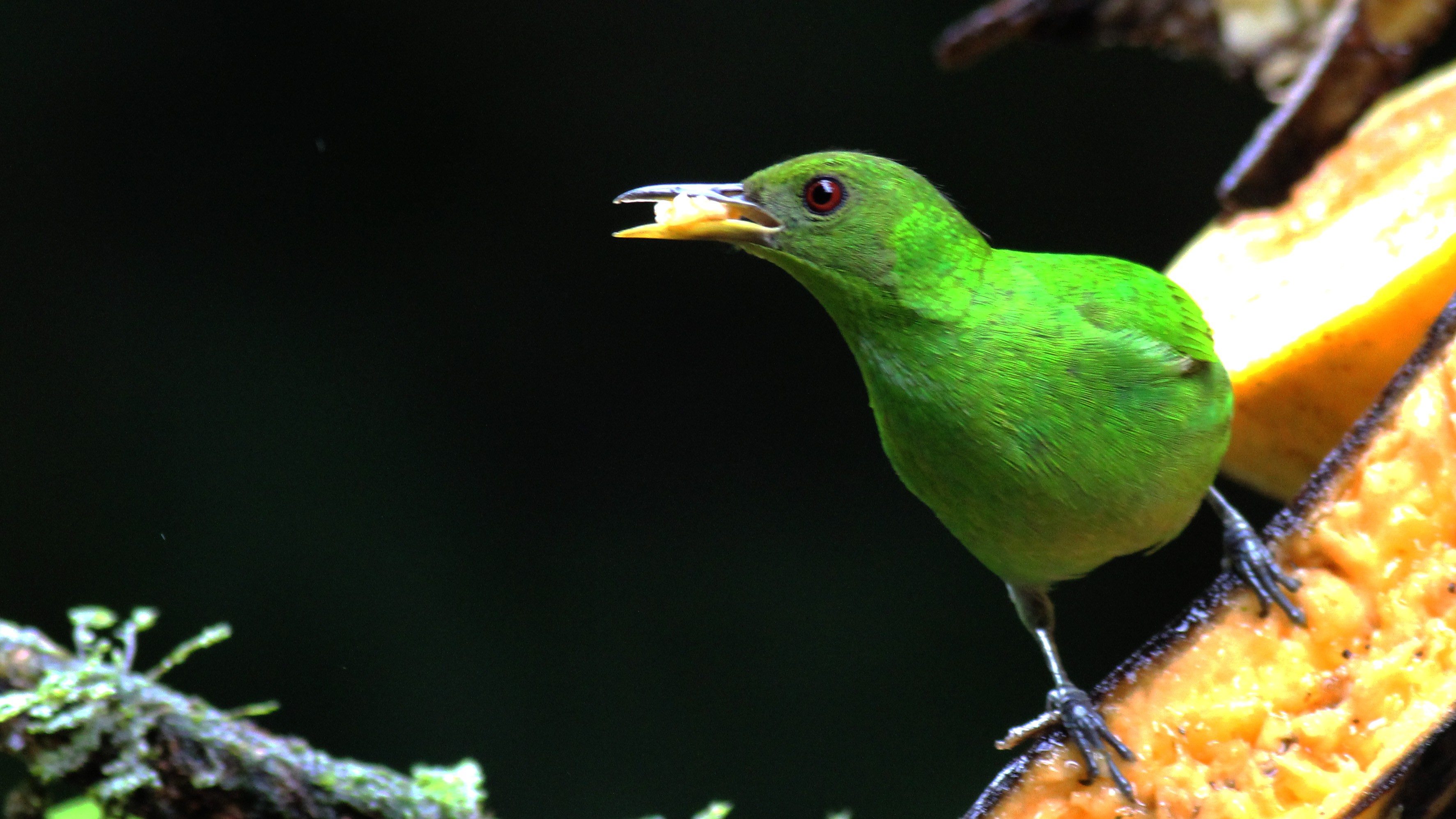 Green Honeycreeper