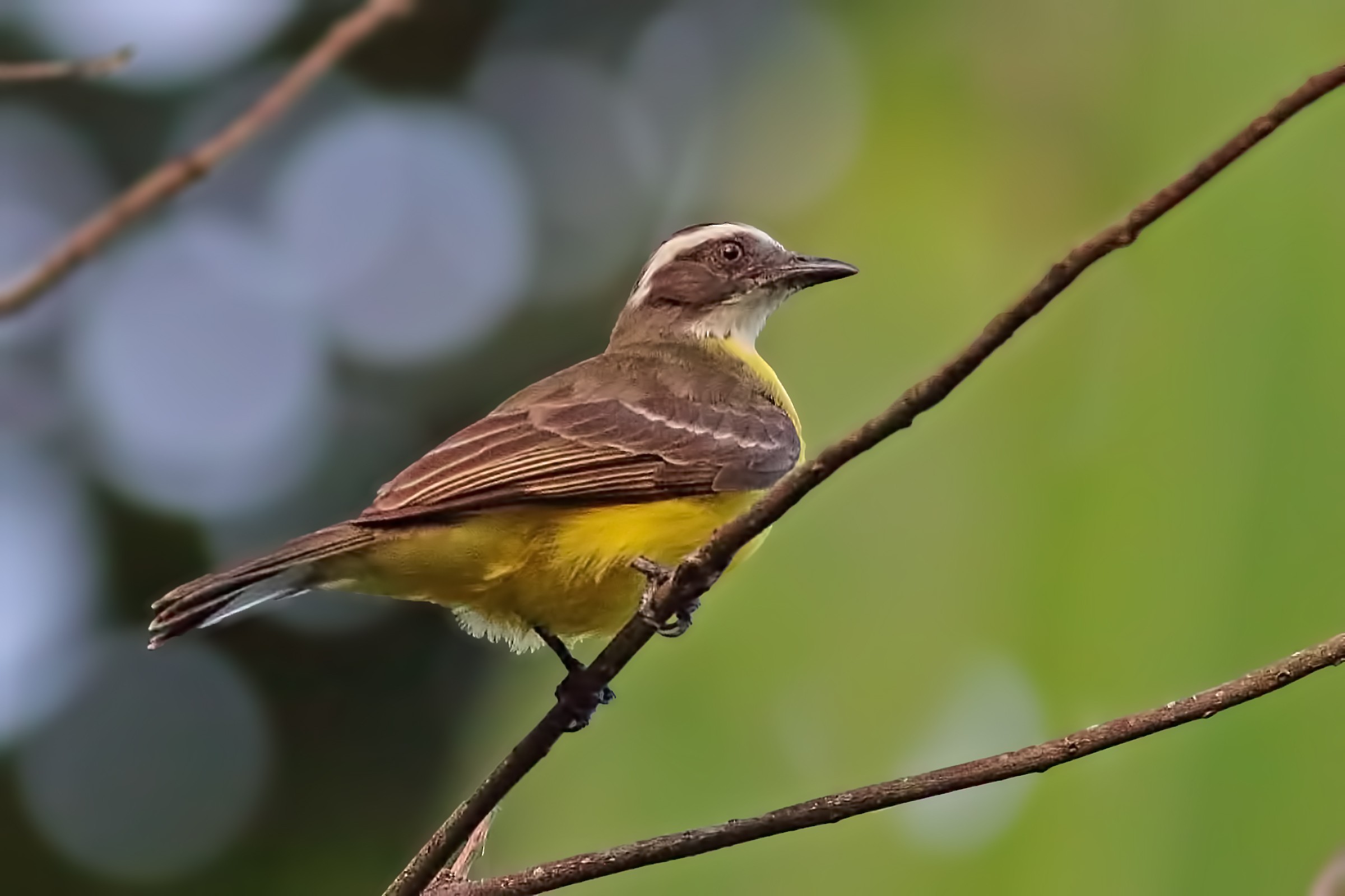 Great Kiskadee